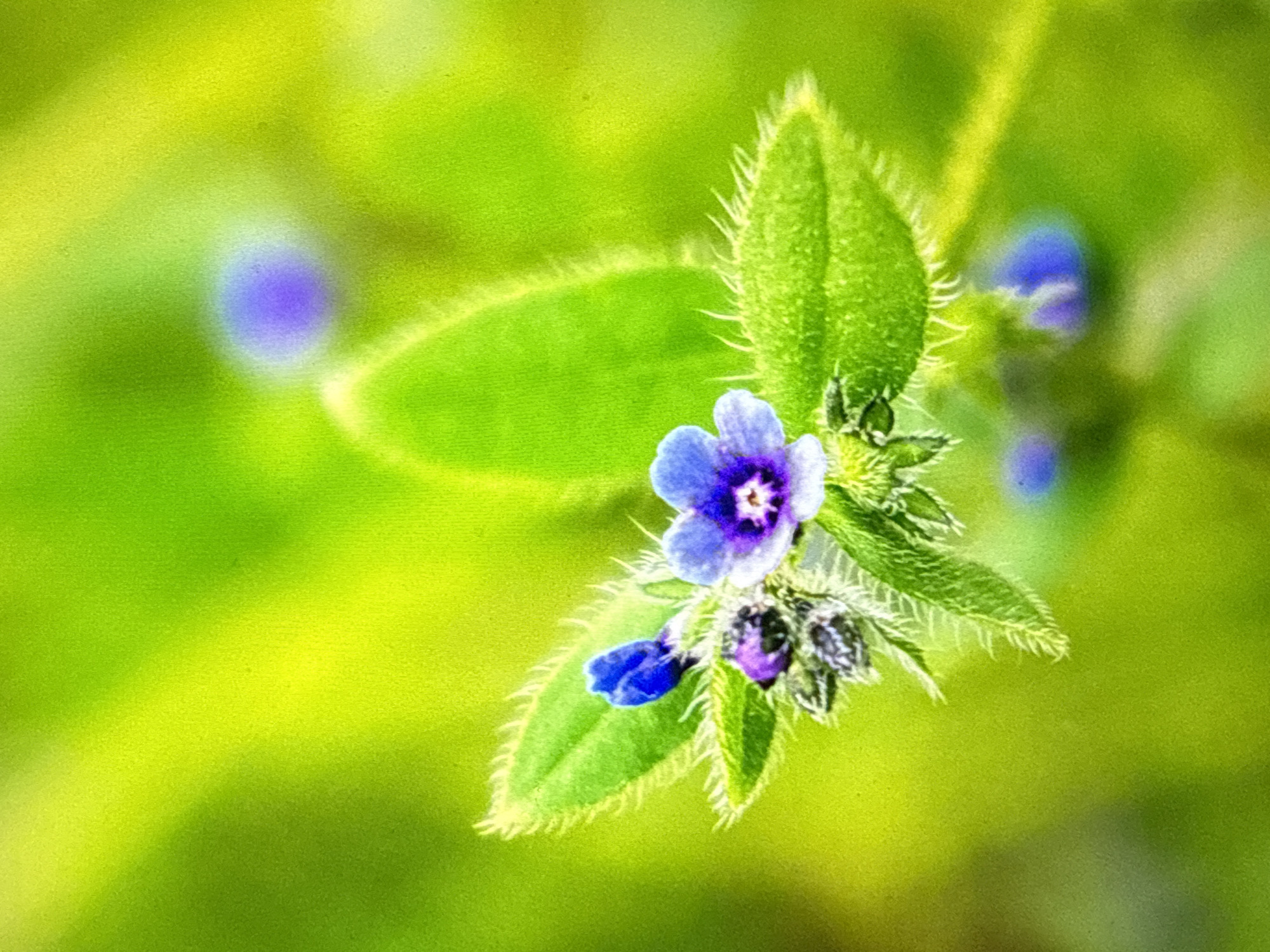 Wildflowers, forest paths, and a quiet morning outside