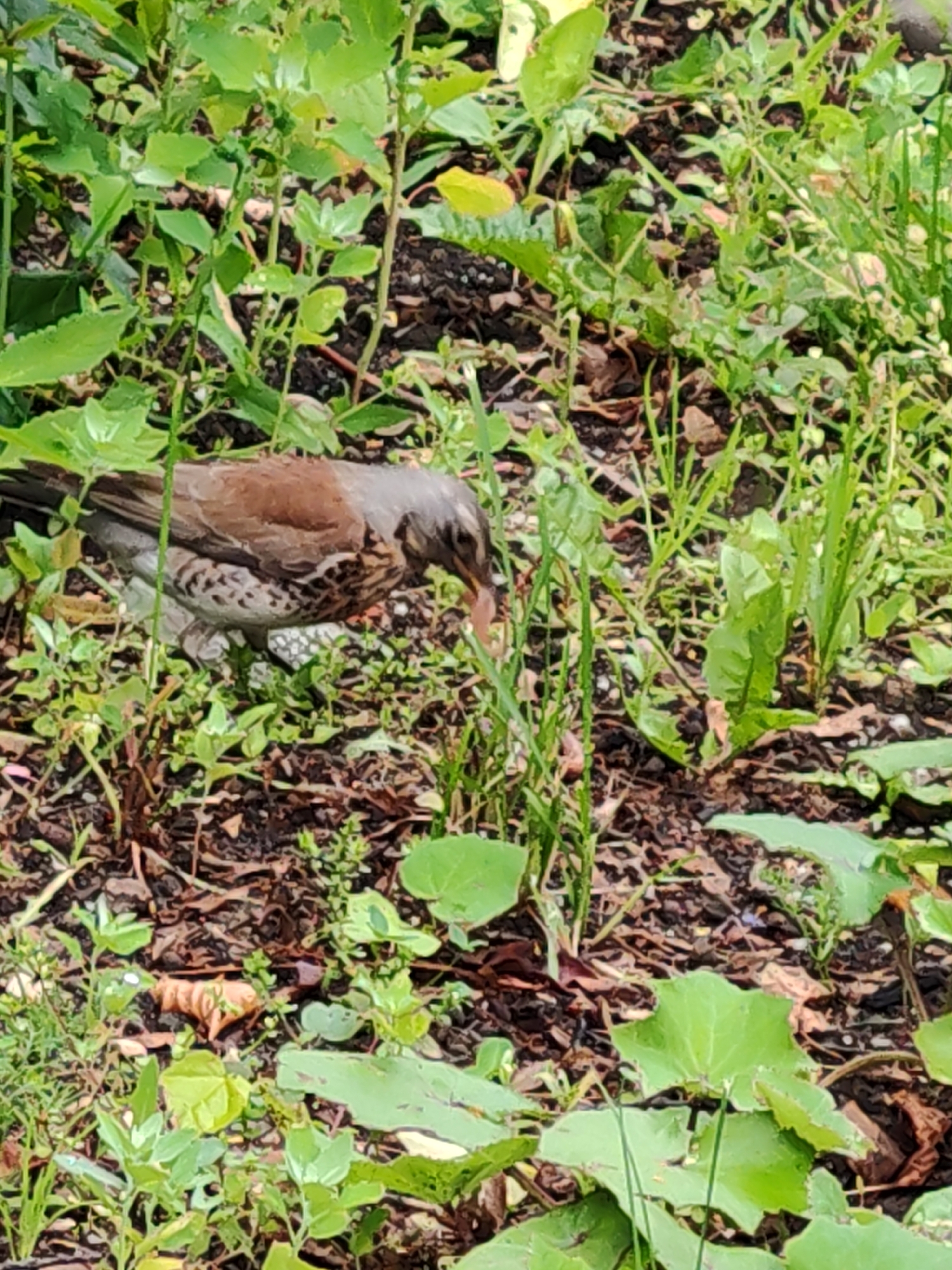 Park paths, transit crowds, and a foraging thrush on a rainy morning