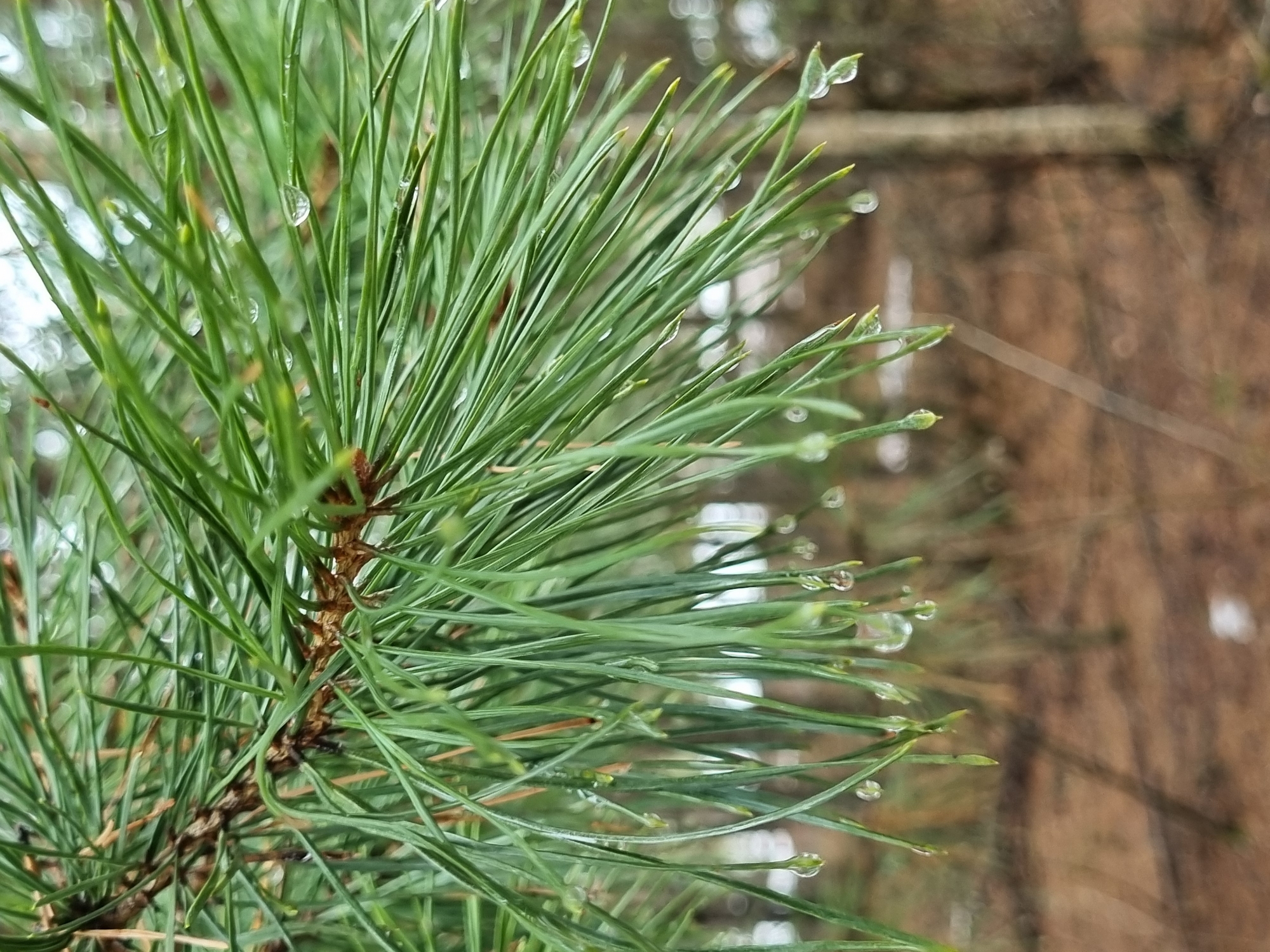 Morning dew forms on pine needles in Kemul, Russia