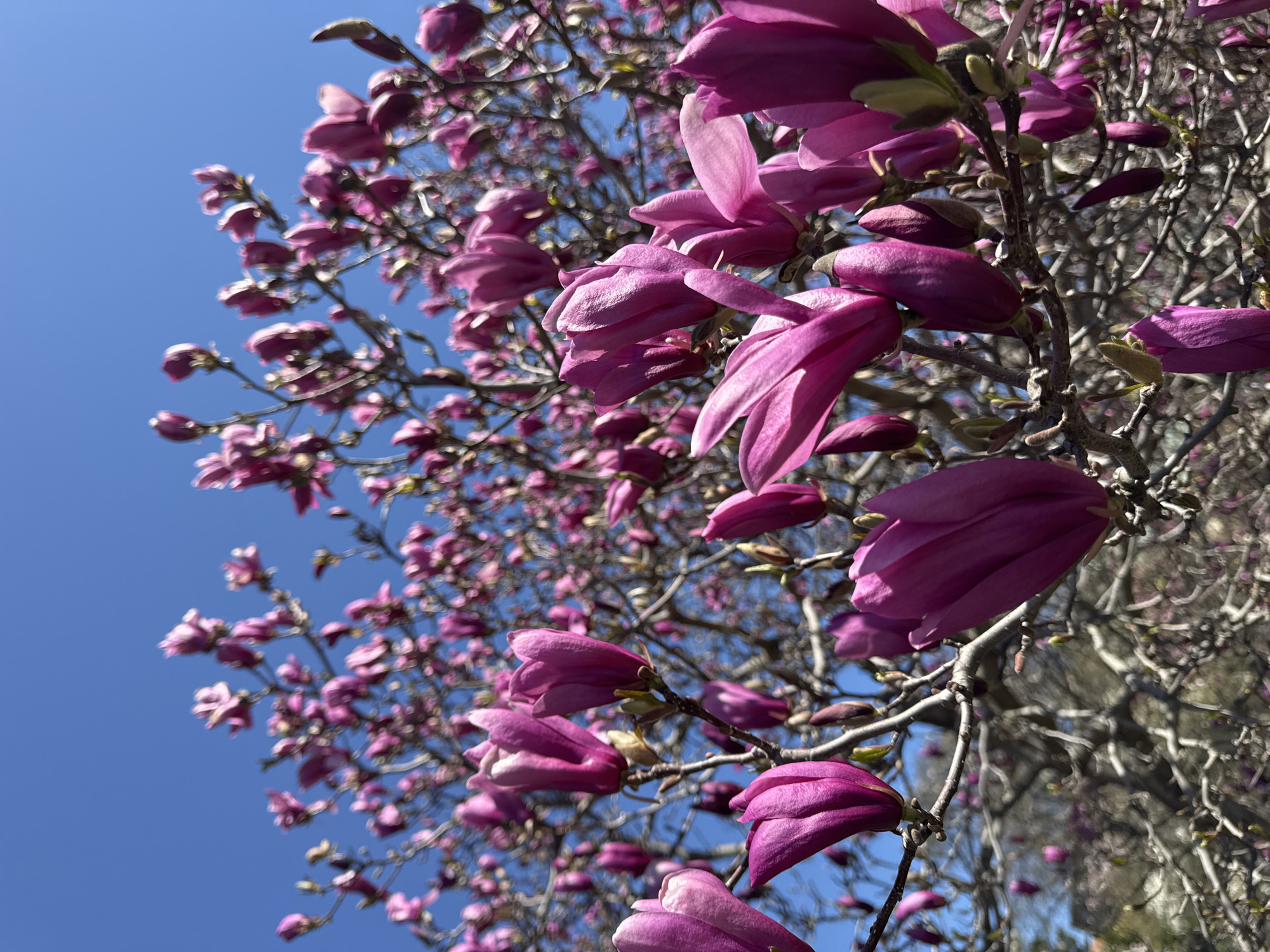 Woman photographs cherry blossoms in New York park