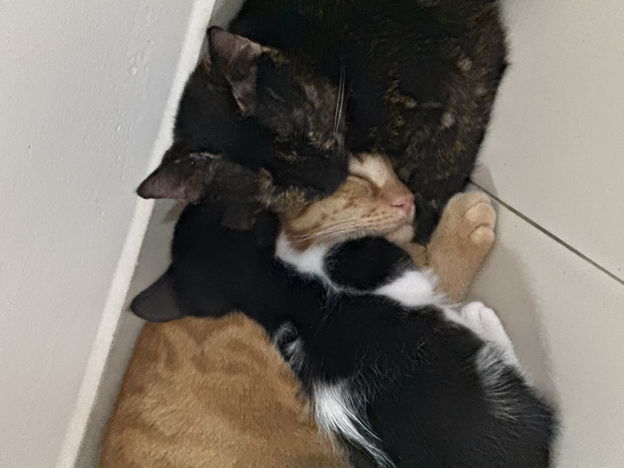 Four cats huddle together on indoor floor in Denpasar