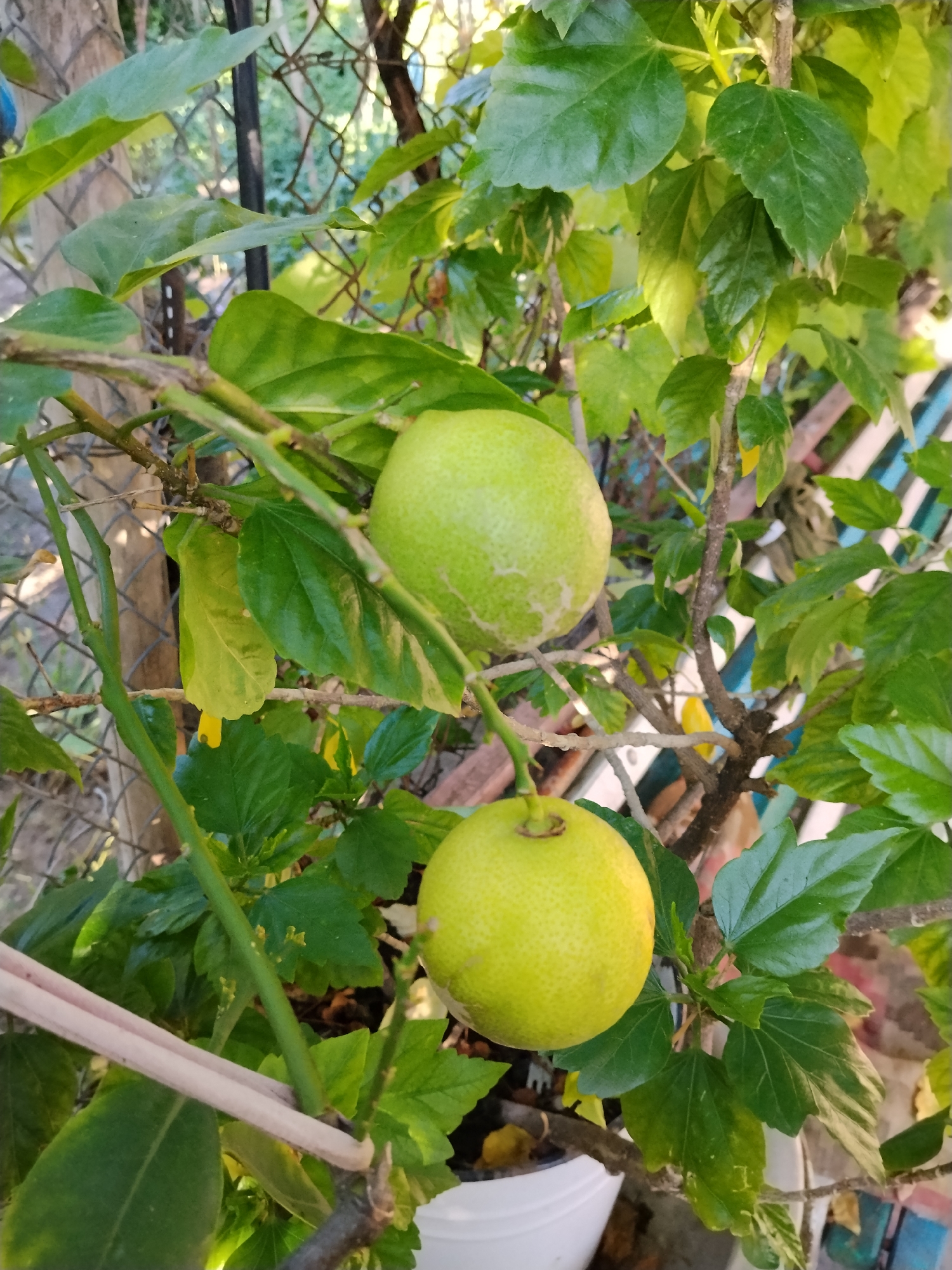 Backyard life and rural scenery in Camenca, Moldova