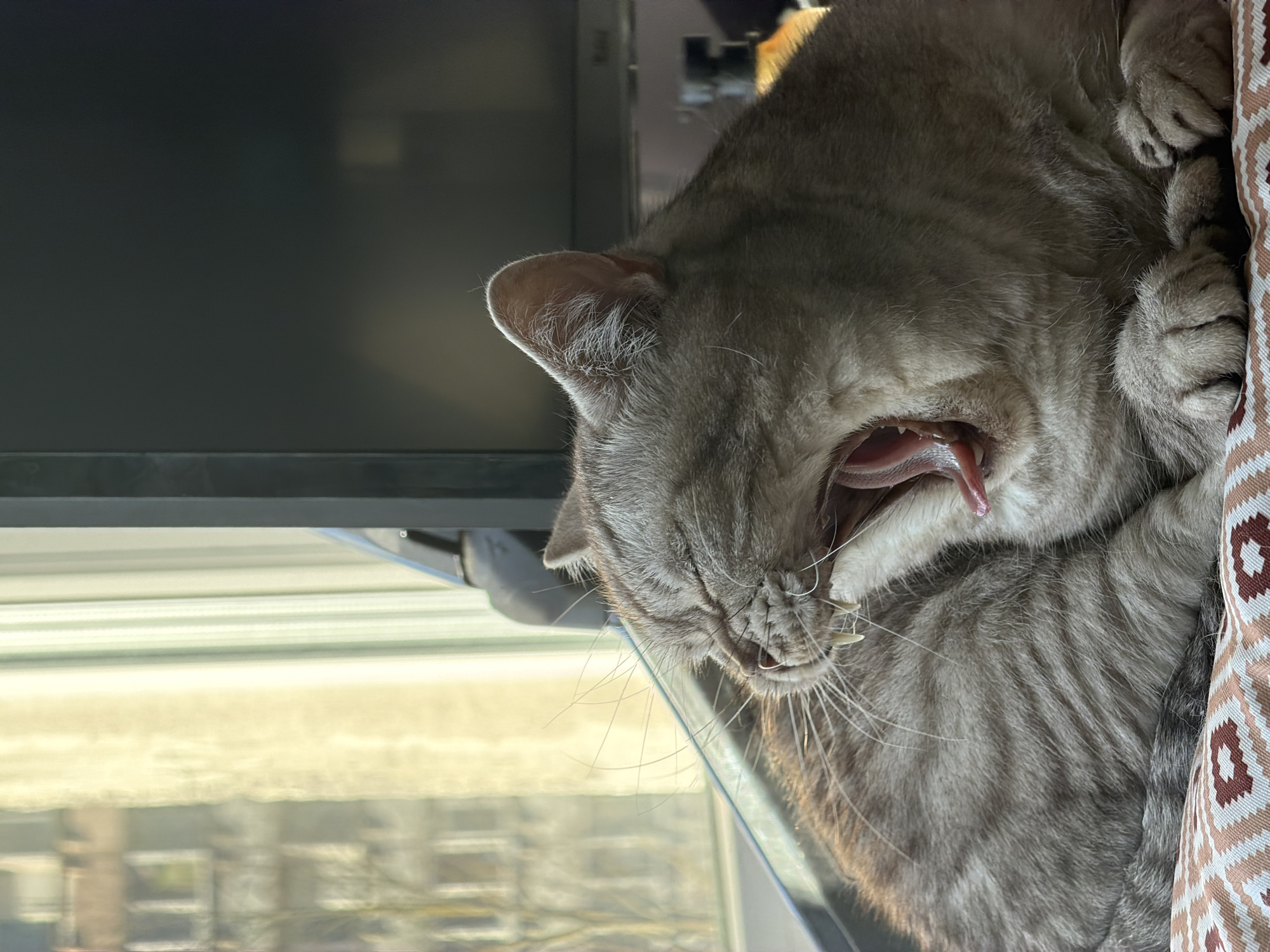Cat caught yawning indoors in Riga