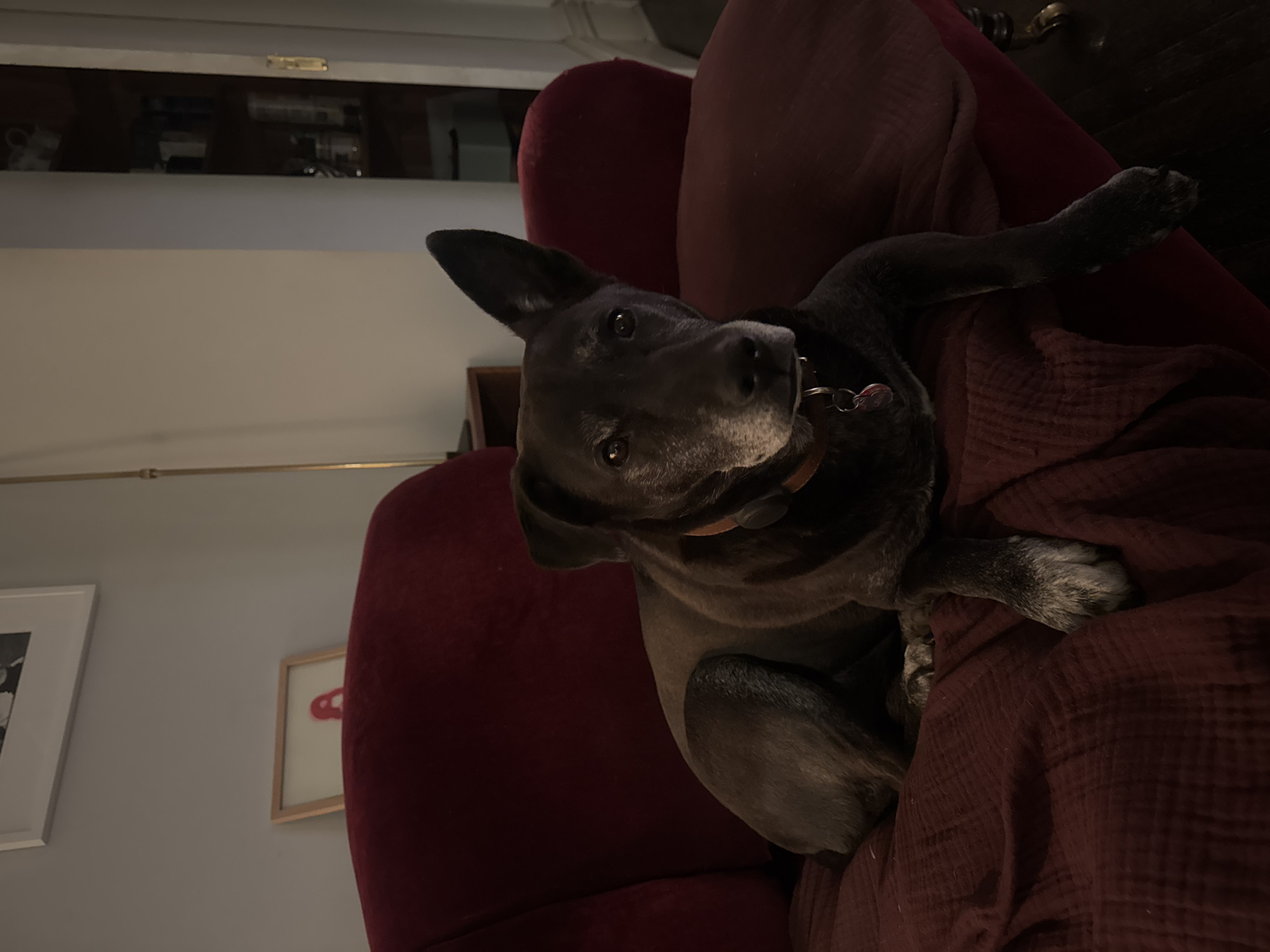 Dog sleeps peacefully in red armchair at New York home
