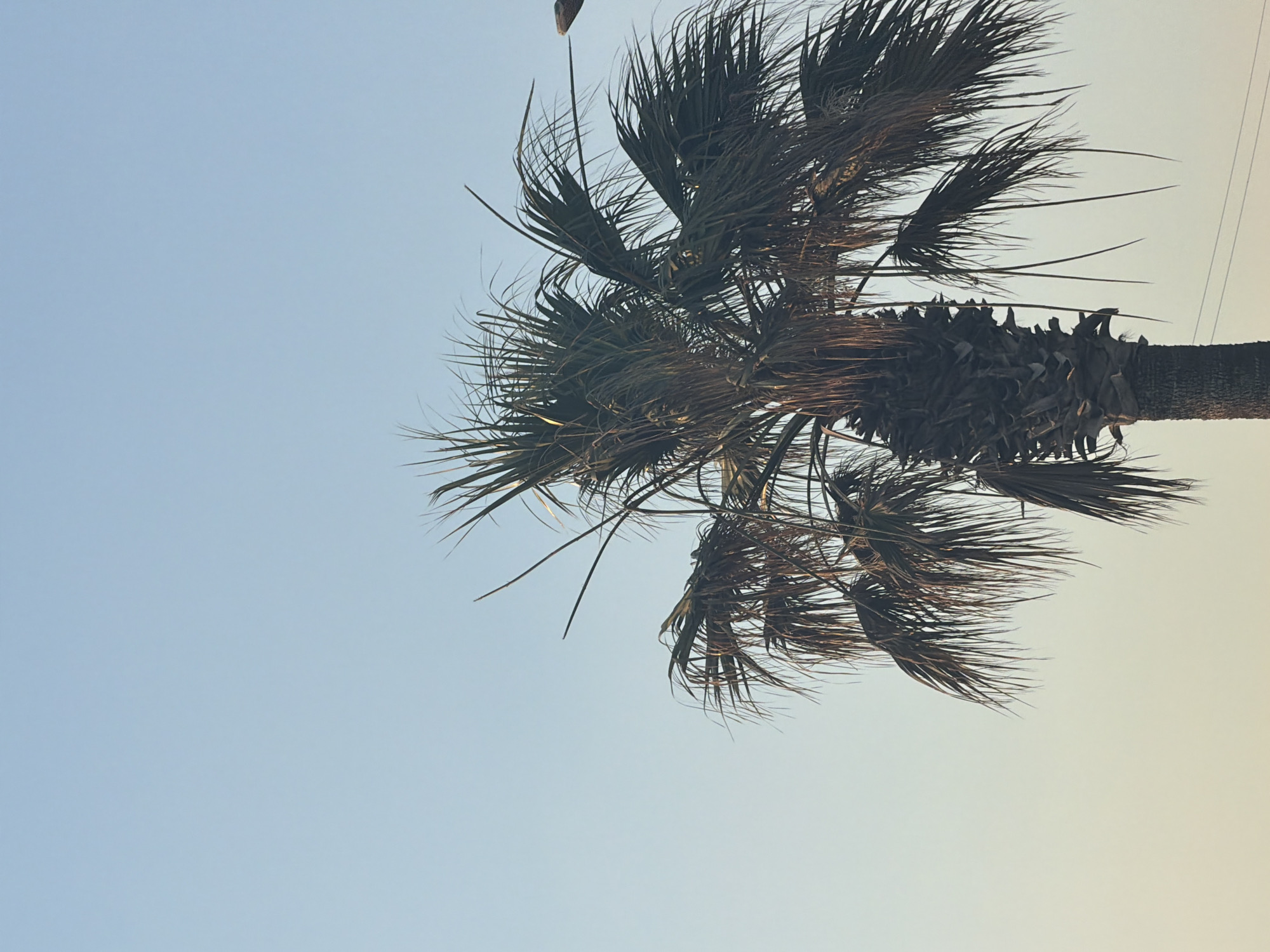 Sunset stroll along Meneou's palm-lined coastal promenade