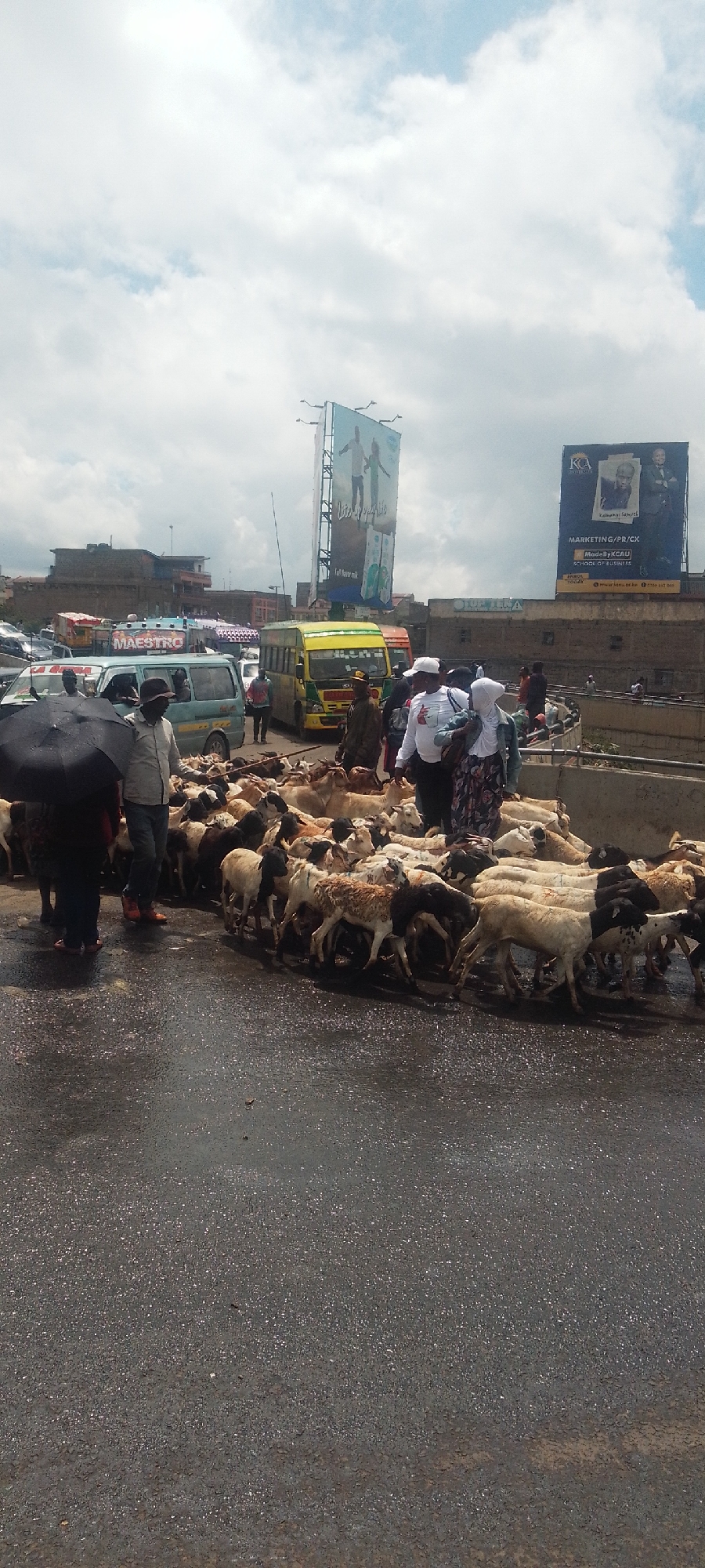 Livestock herd blocks Nairobi traffic as herders guide animals