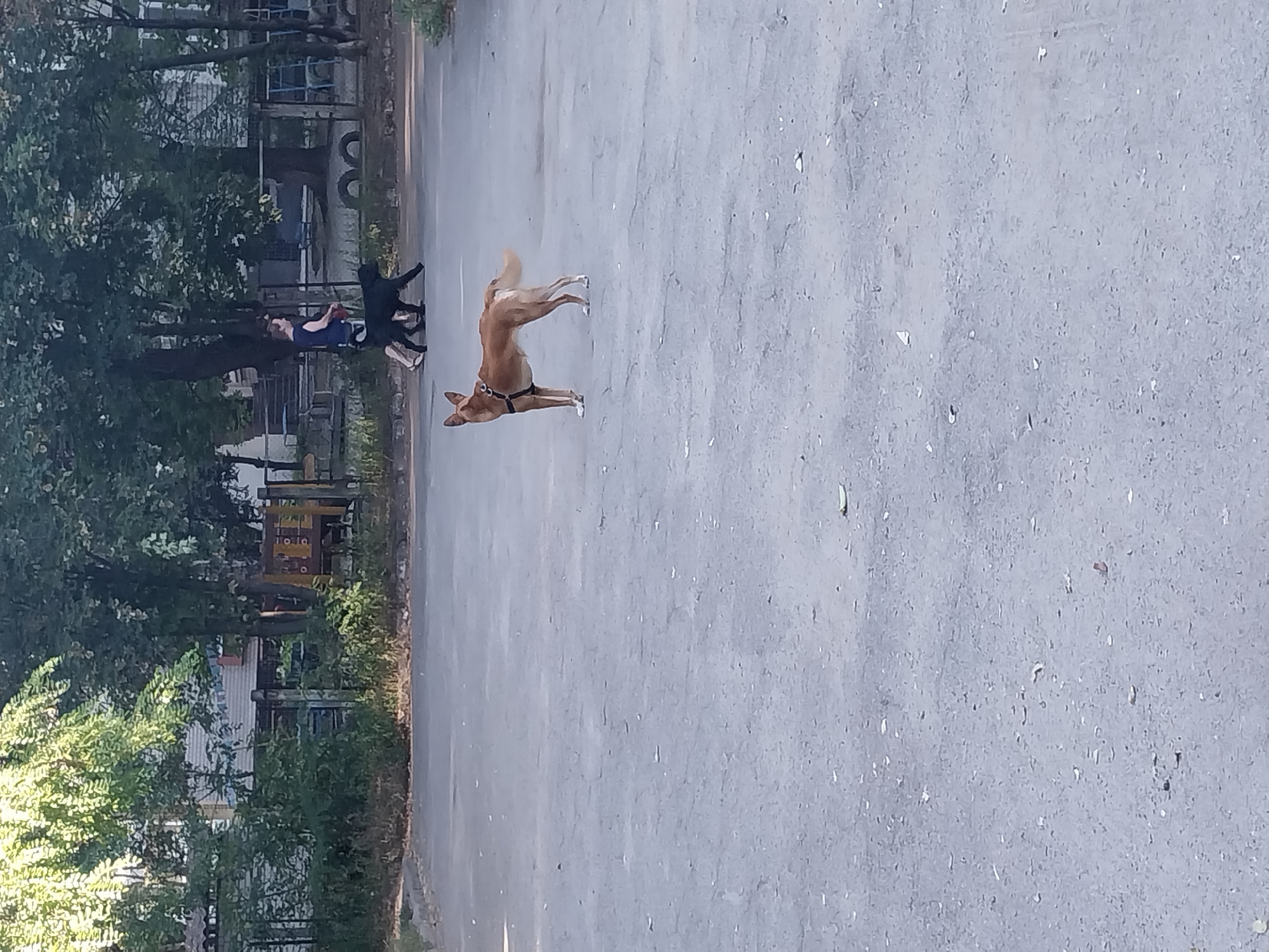 Dogs, flowers, and chalk art along a Dnipro park path