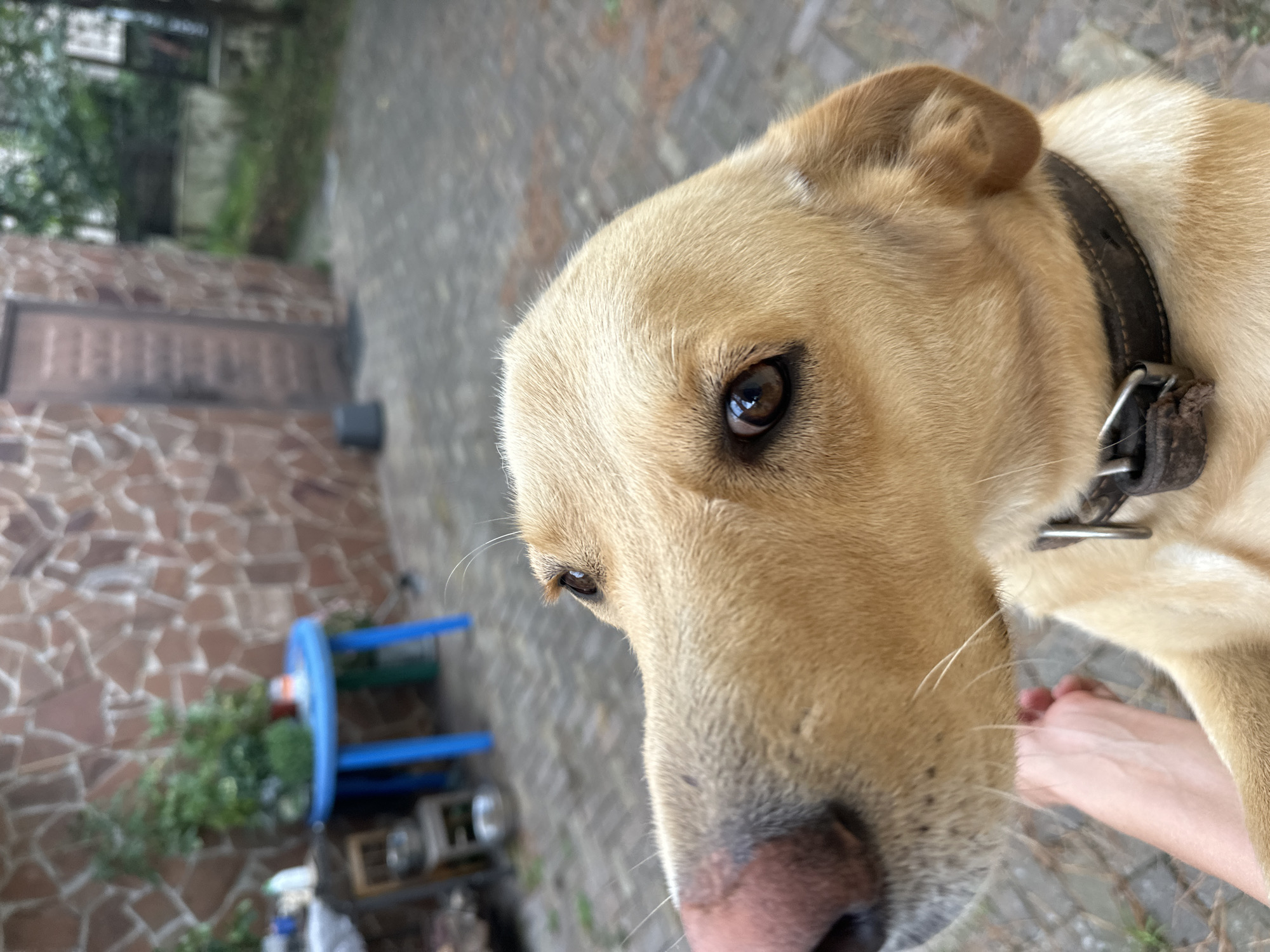Dog hangs out in a Sochi garden among persimmons and pine needles