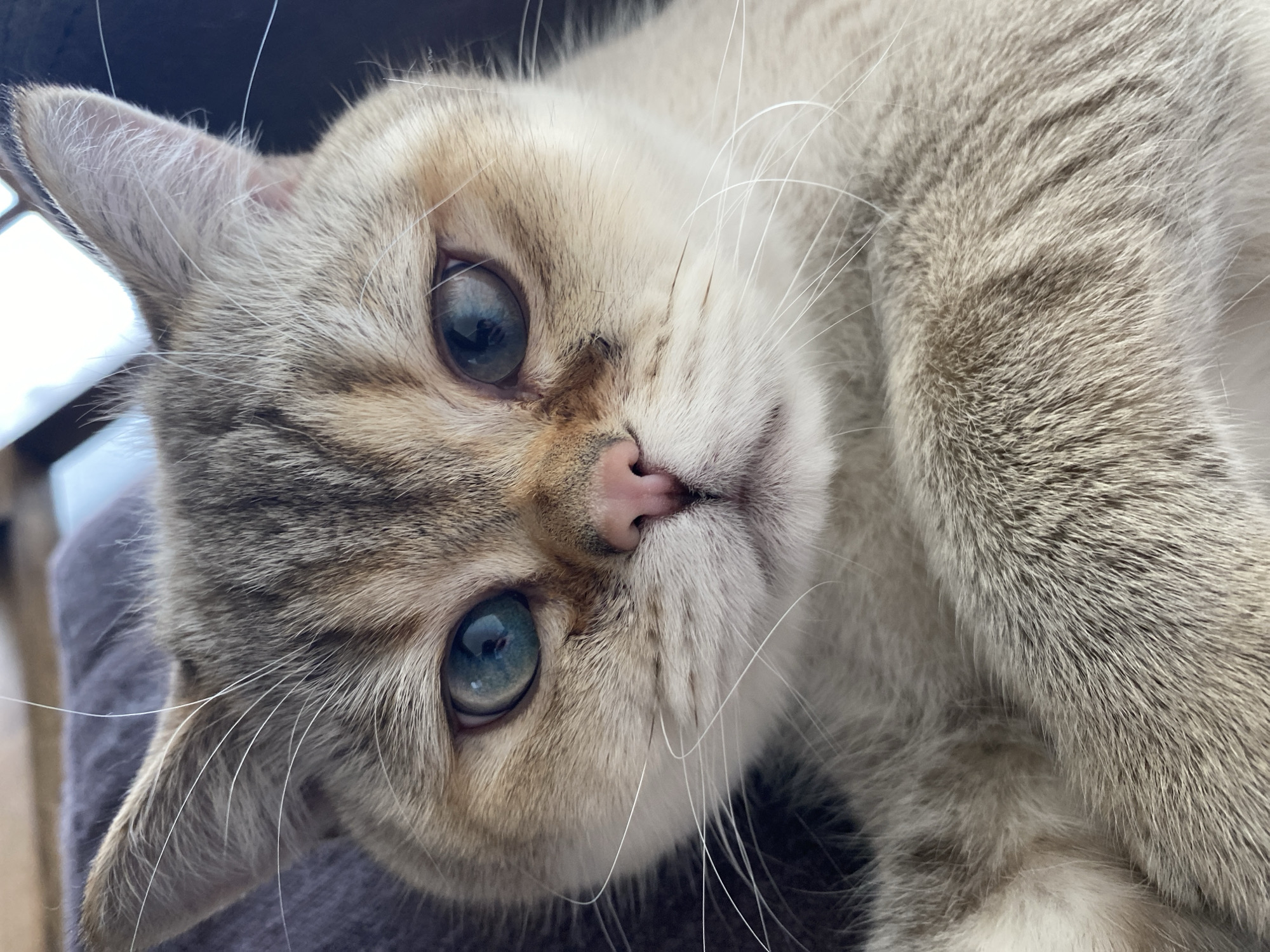 Blue-eyed tabby cat rests on chair in Mexican home