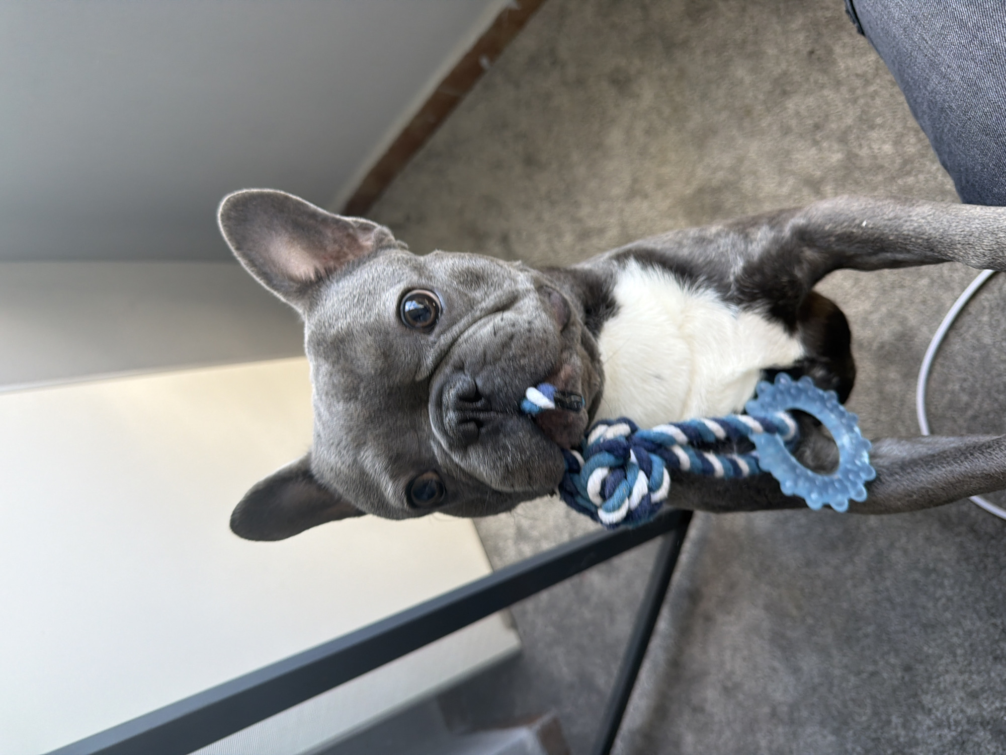 French Bulldog playtime and street scenes in Ruse