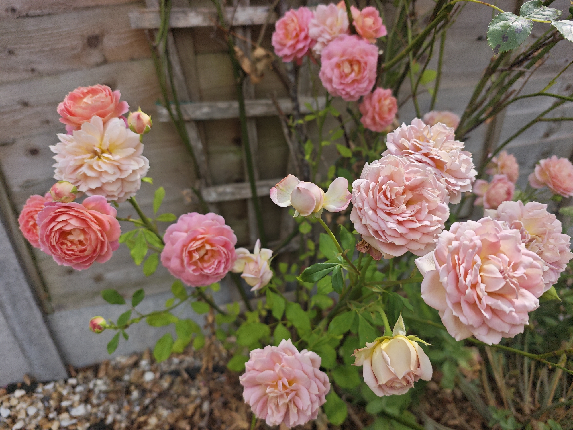 Summer garden in full bloom, Solihull