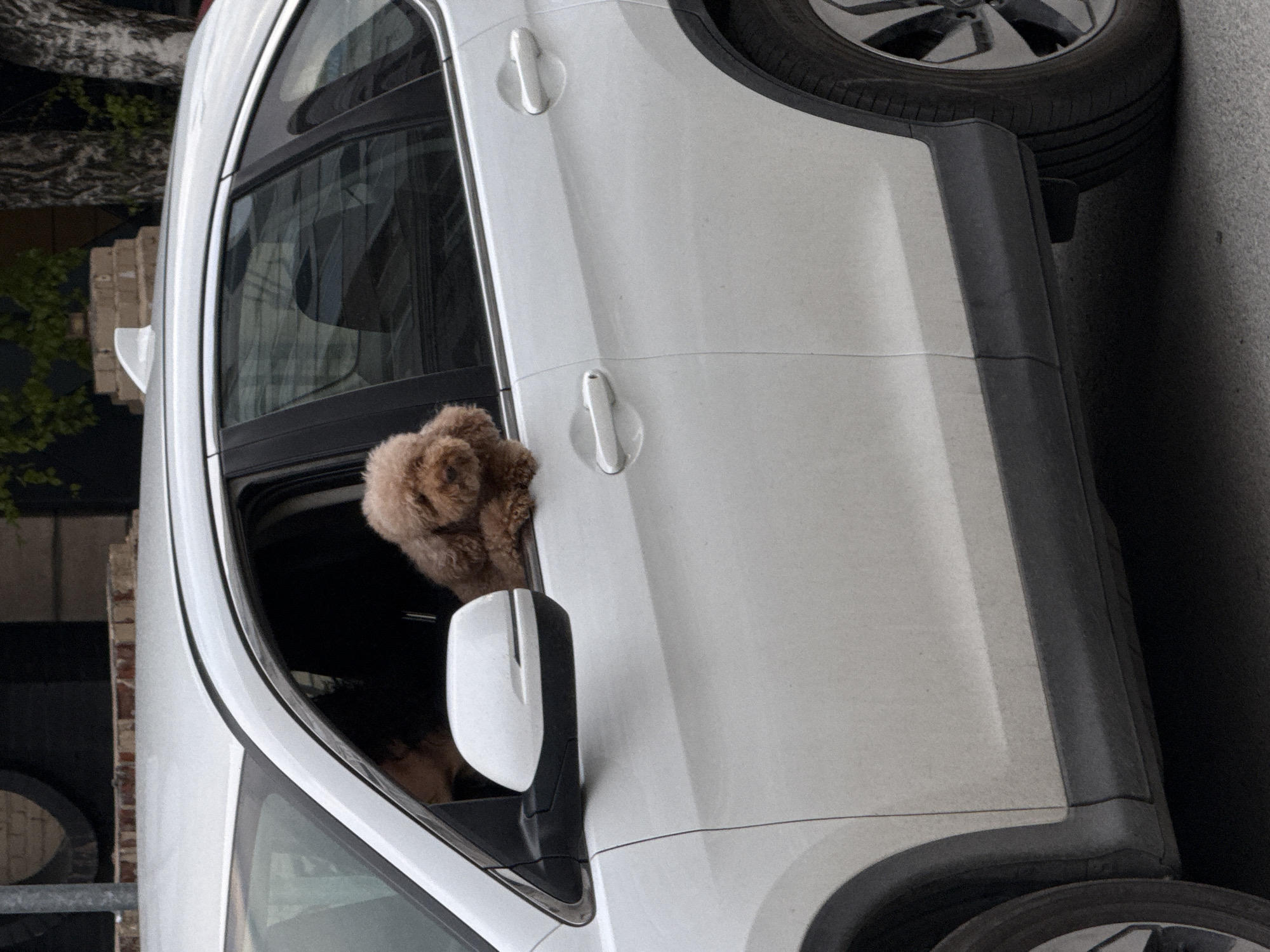 Brown poodle spotted looking out white car window