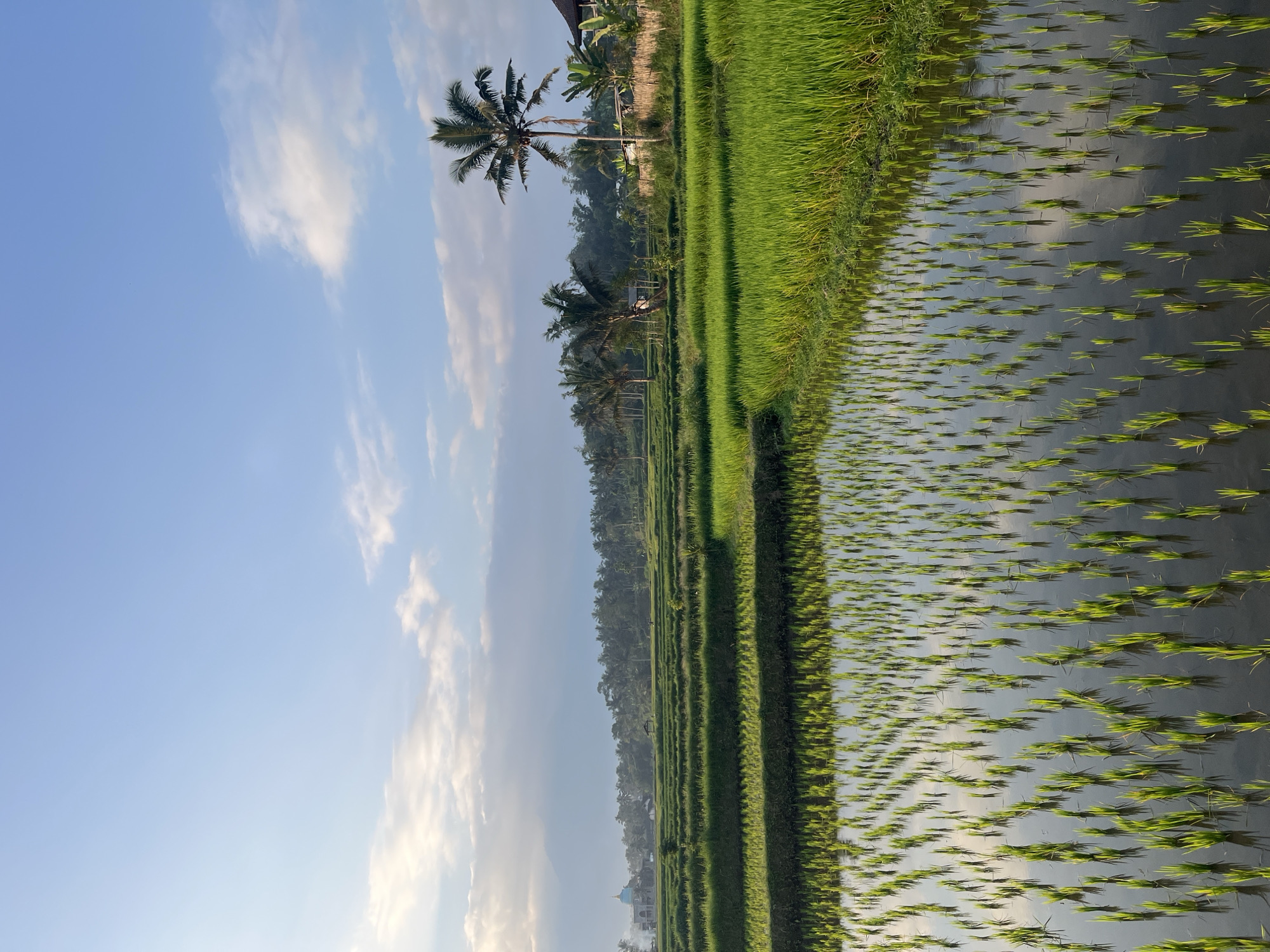 Rice paddies and roadside moments in rural Lombok