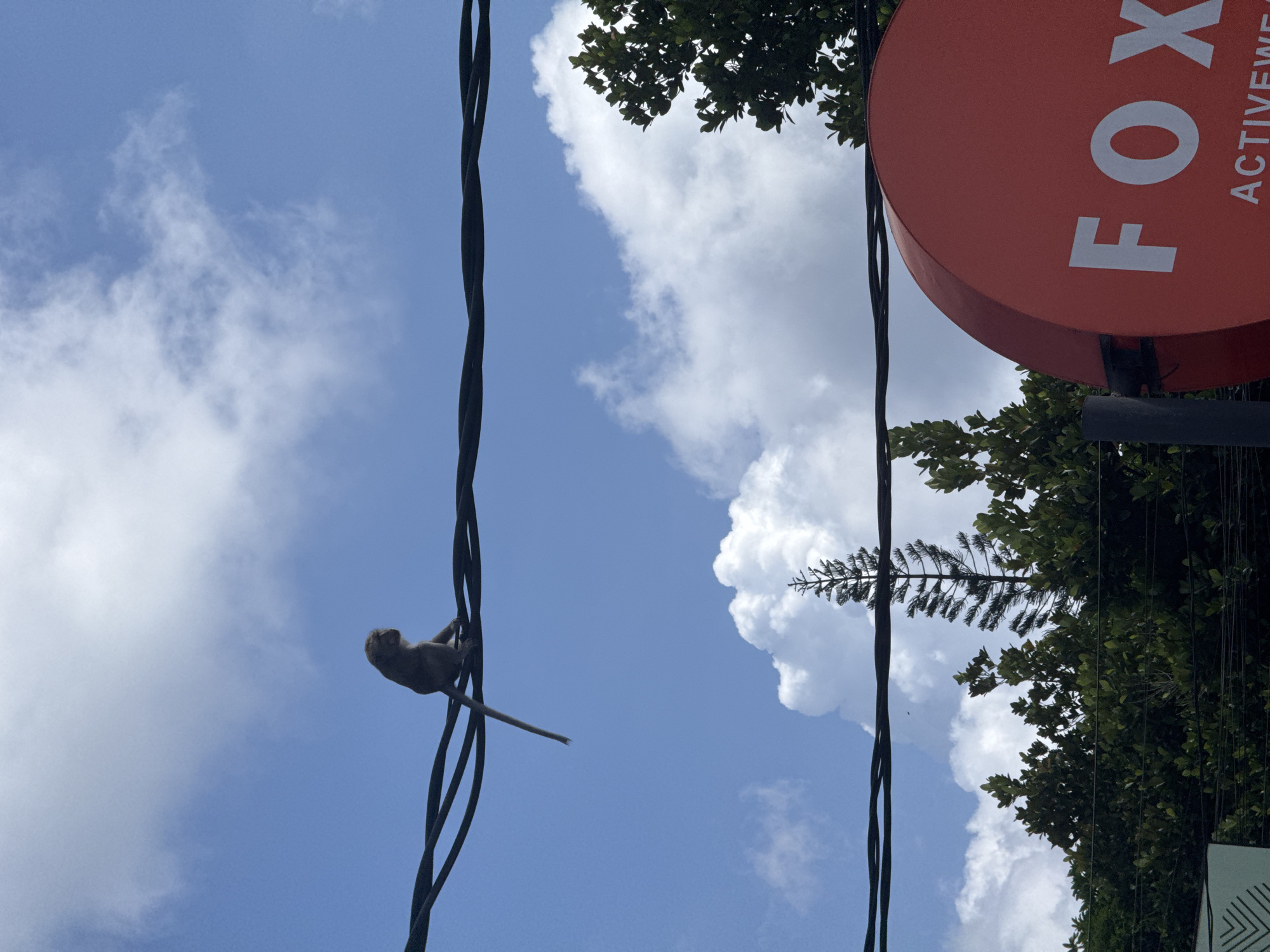 Monkey spotted on power lines near cafes and shops