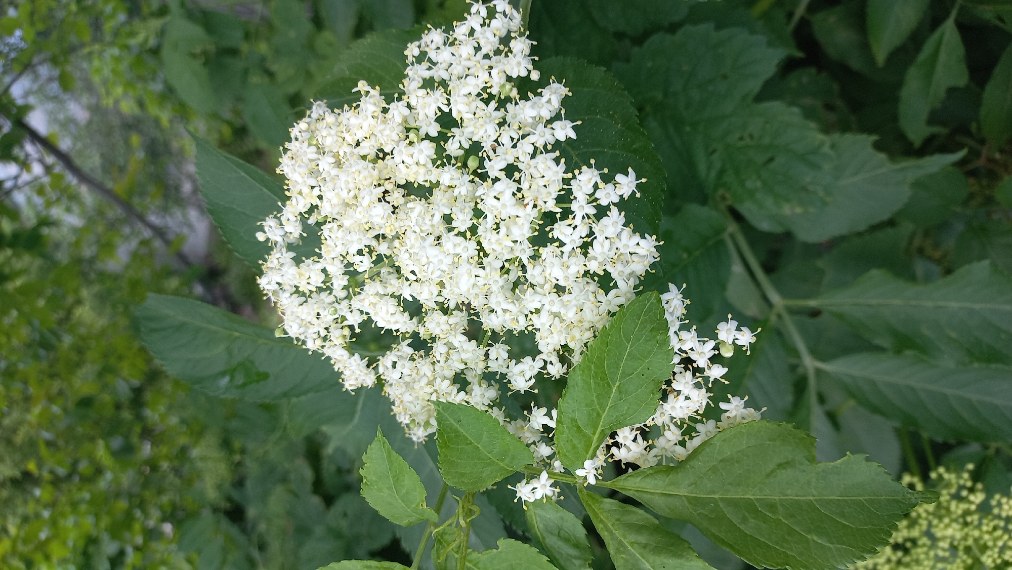 A summer morning of flowers, foliage, and outdoor wandering