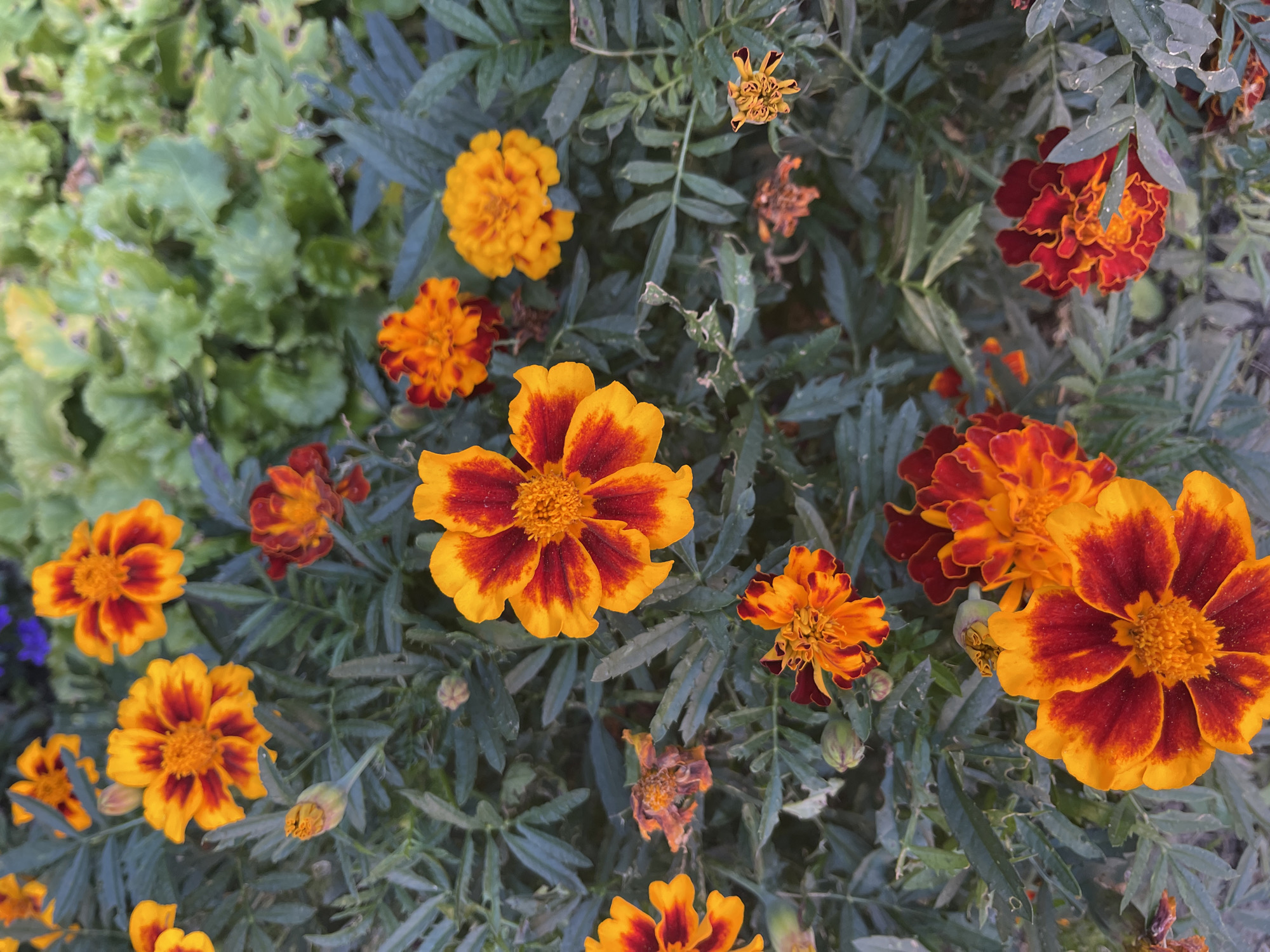 Close-up garden flower series across four blooming varieties