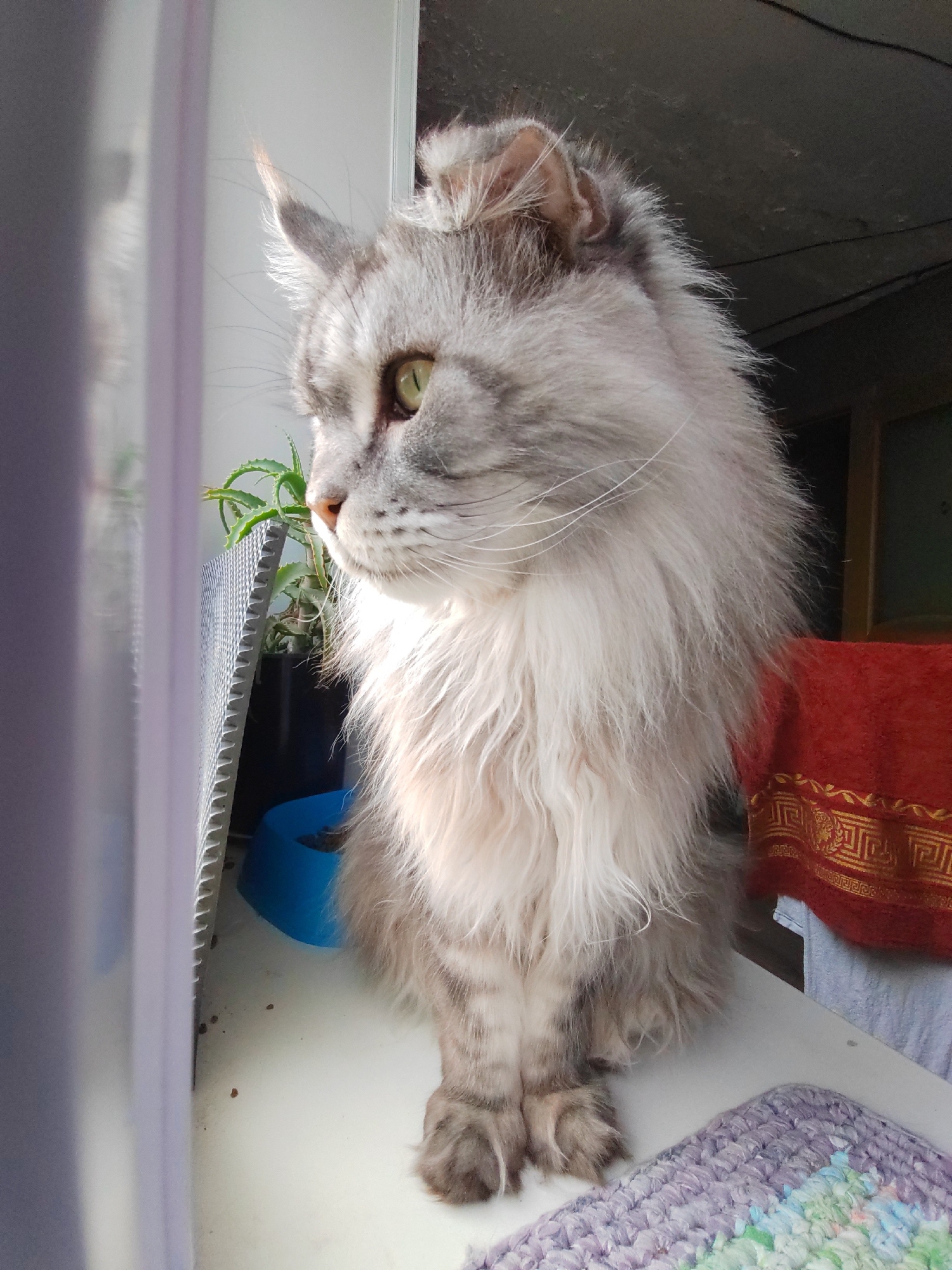 Maine Coon cats at home, Petropavlovsk-Kamchatsky