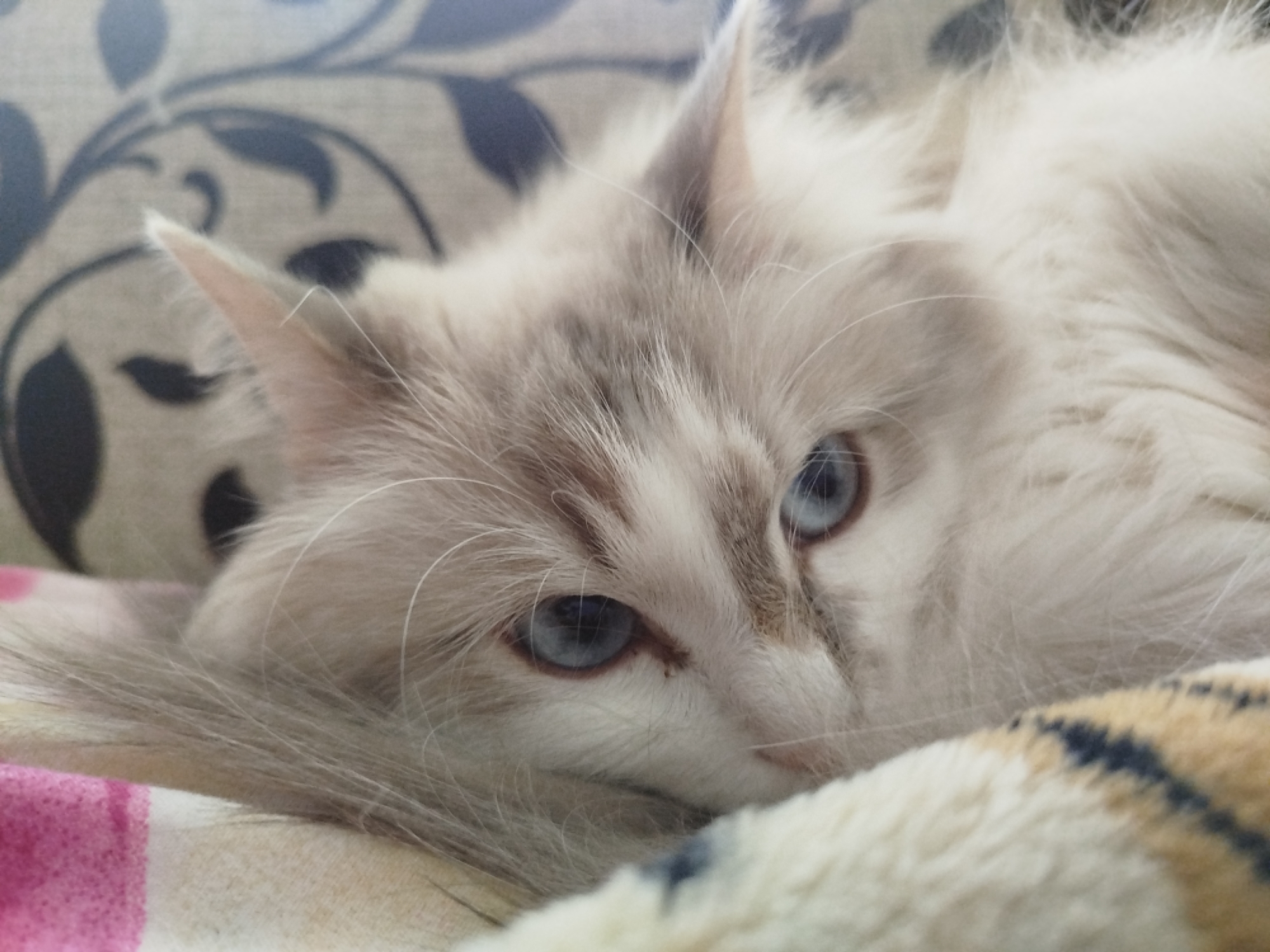 Cat photos and artwork captured in four-minute span
