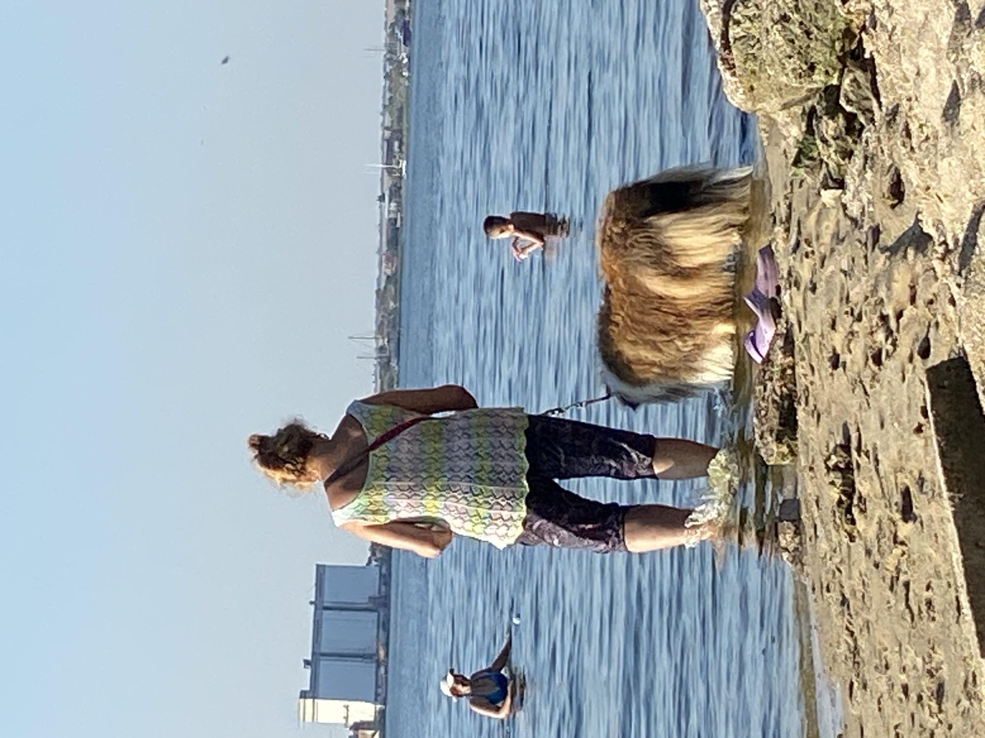 Dog walking and swimming at a sunny shoreline
