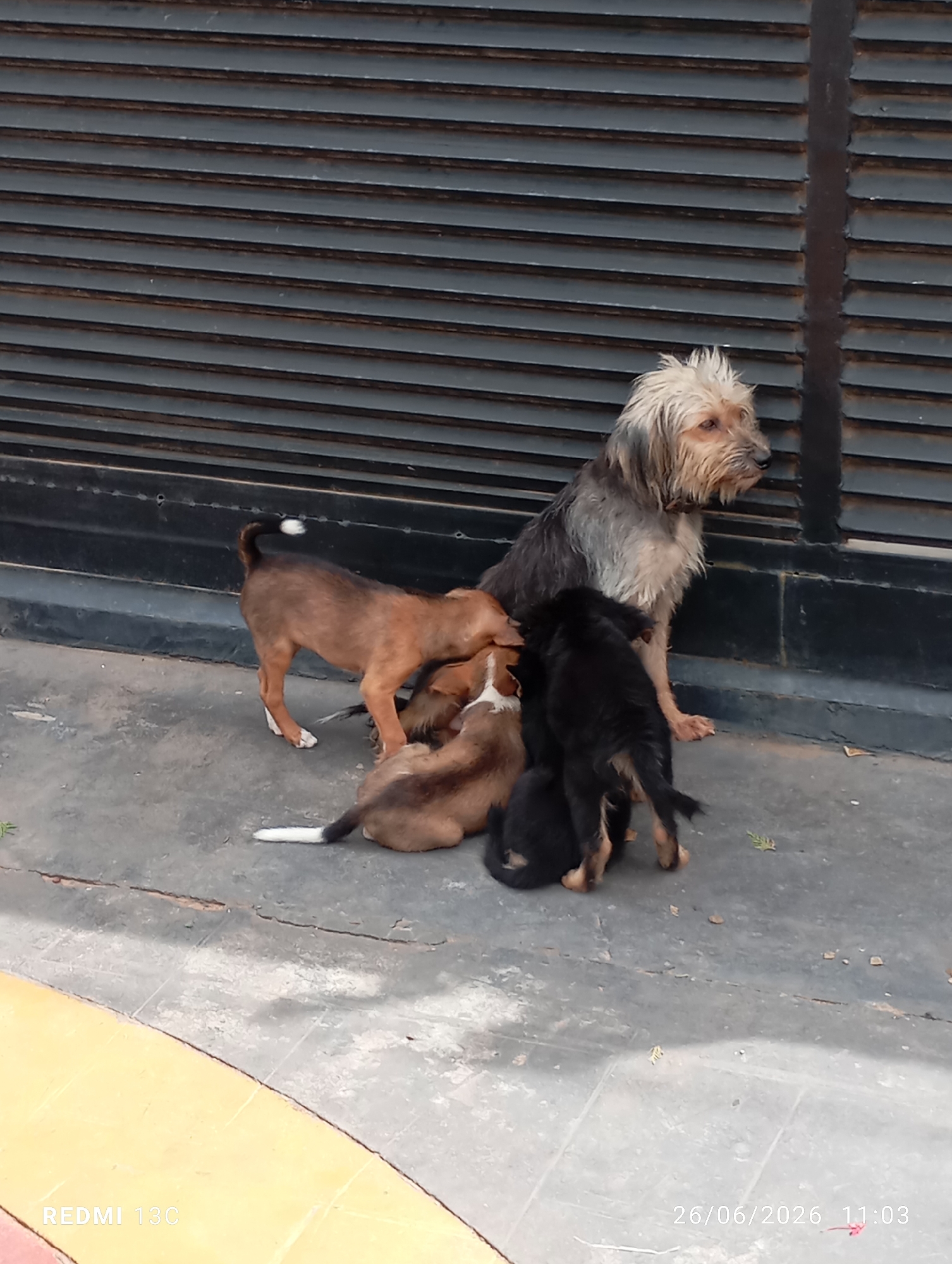 Dogs on a doorstep and a tidy courtyard in southwest Nigeria