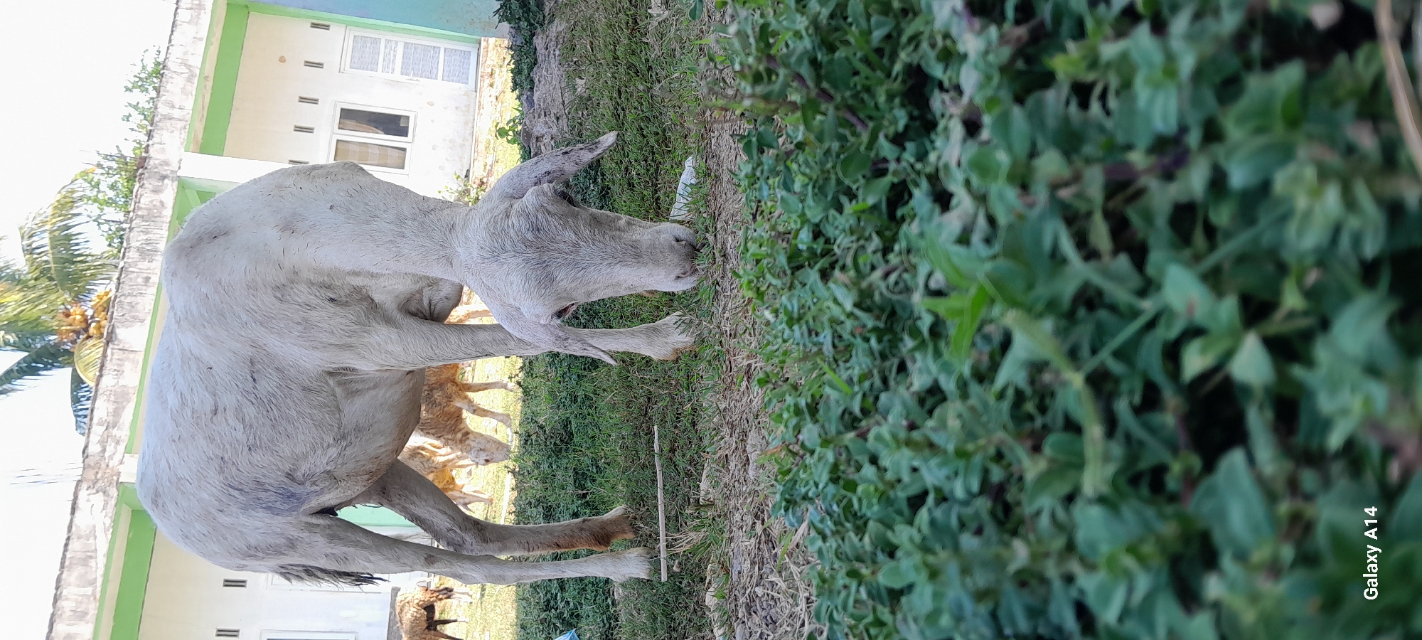 Goats, sheep, and a stray cat around a Tanjong compound