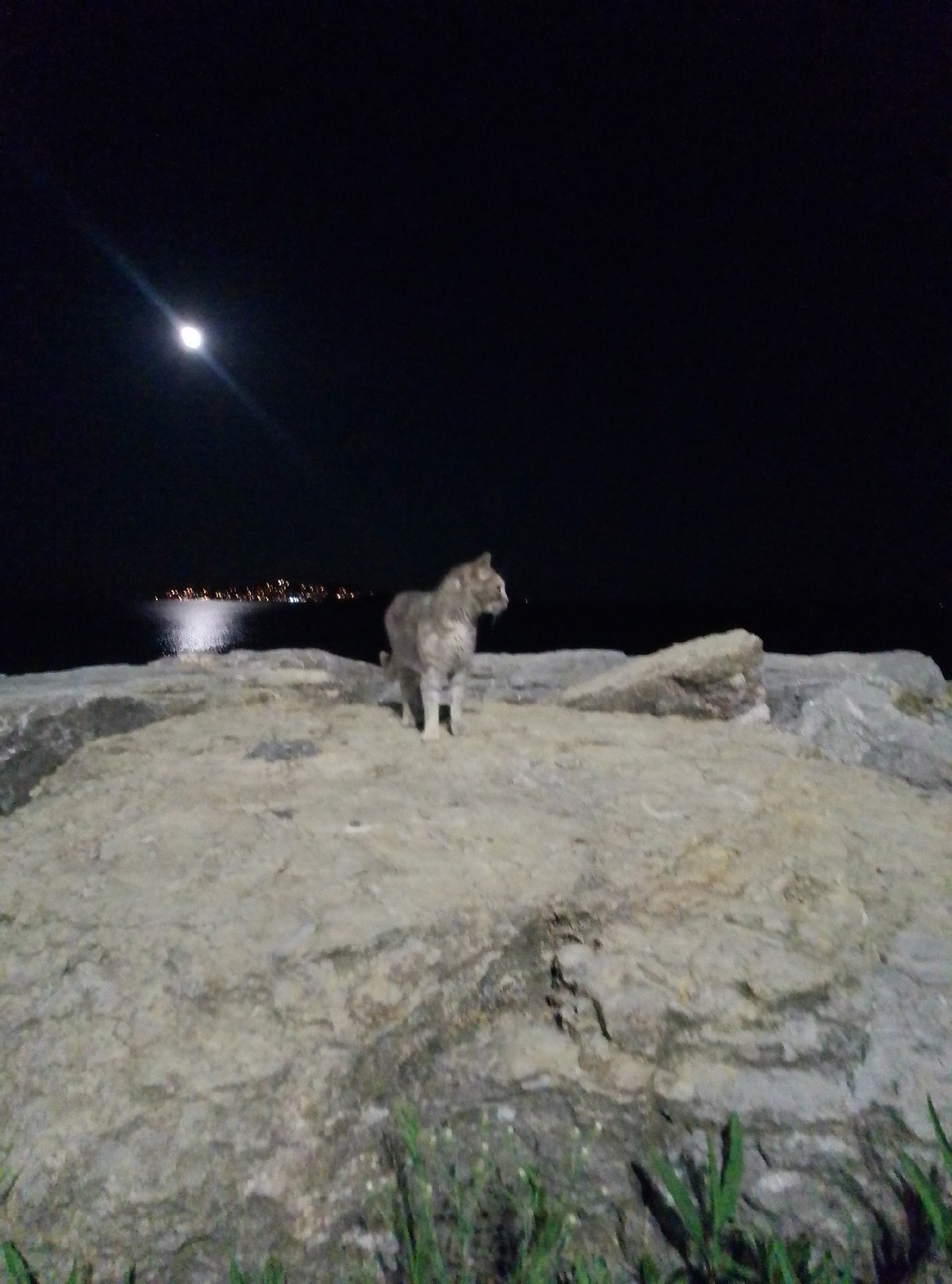 Full moon over the Bosphorus, cats on the Kadıköy waterfront