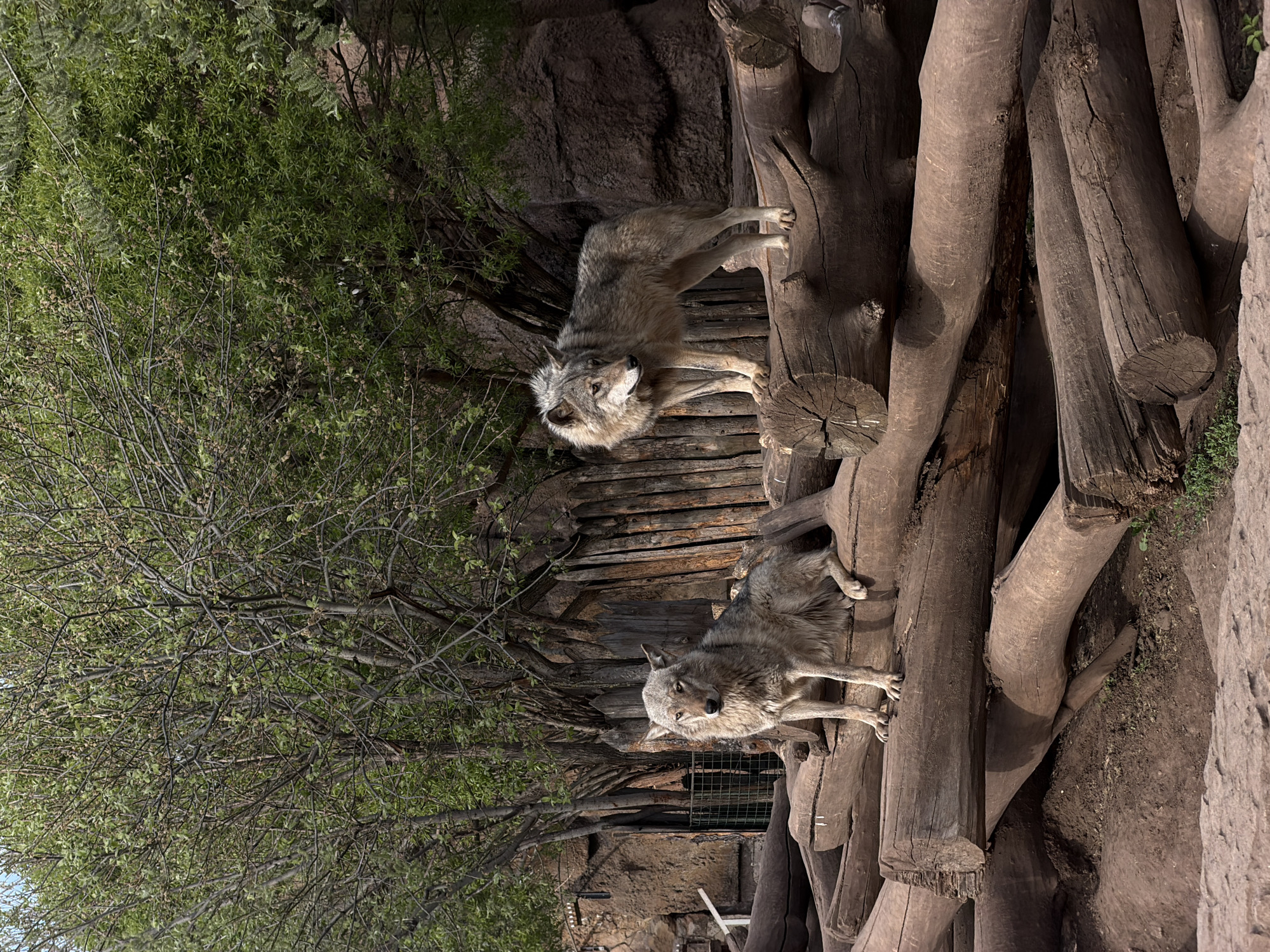 Gray wolves rest on log platform in Izhevsk