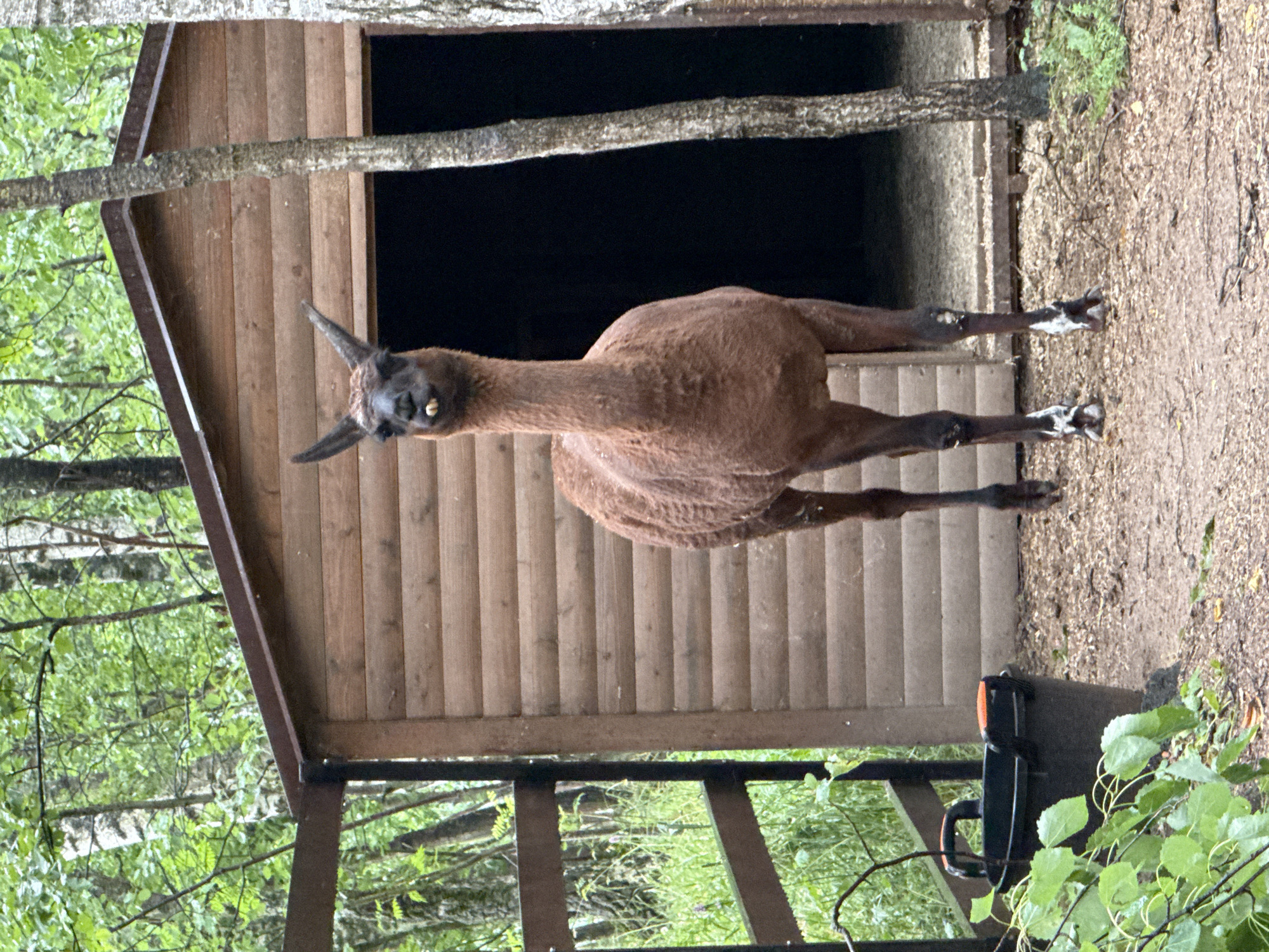 Farm animals and a quiet morning at Zakharovo and Agalarov Estate