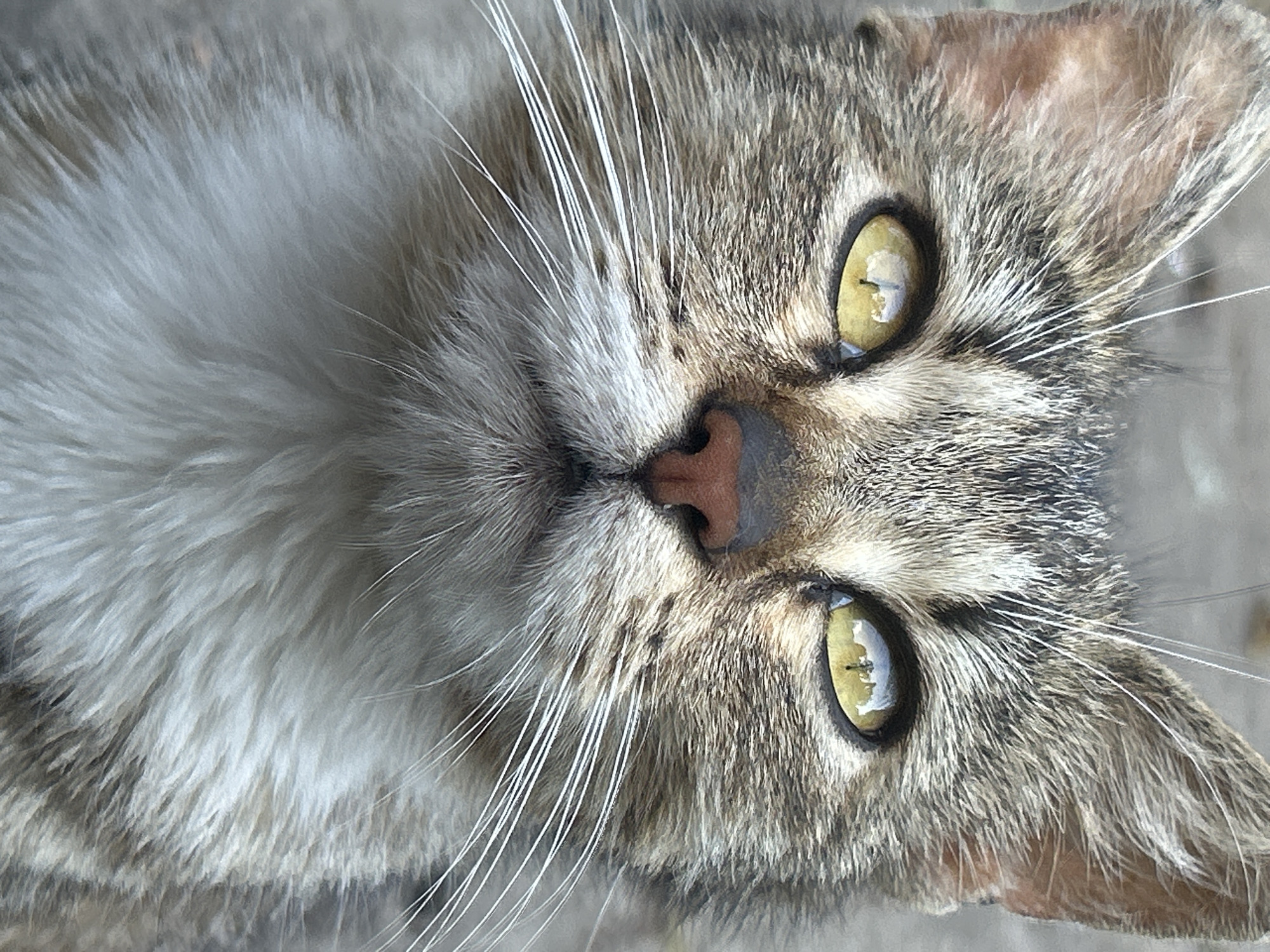 Backyard kittens, kibble, and a kiddie pool going up in Prokhladny