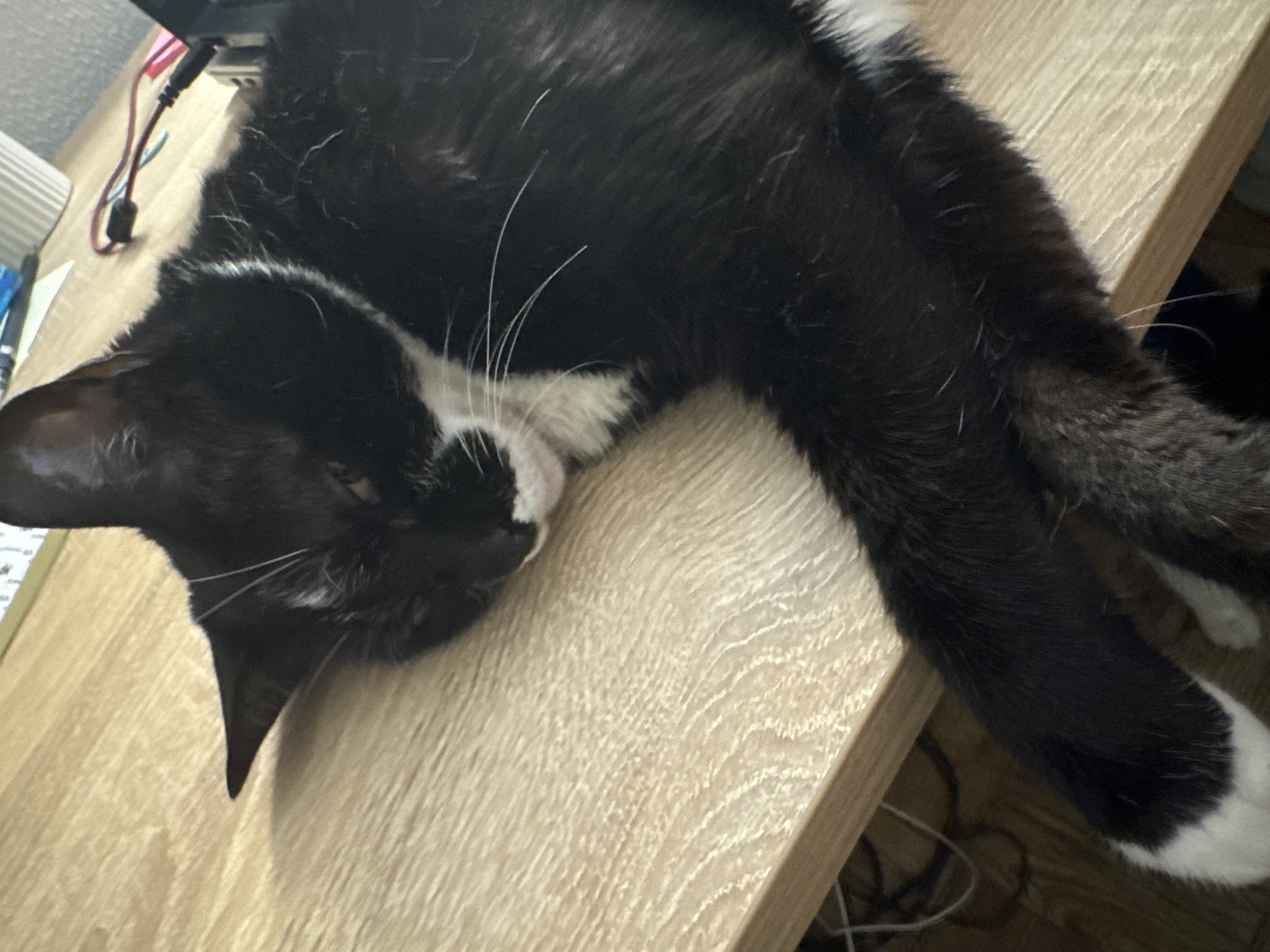Black and white cat claims a desk in Castelo Branco