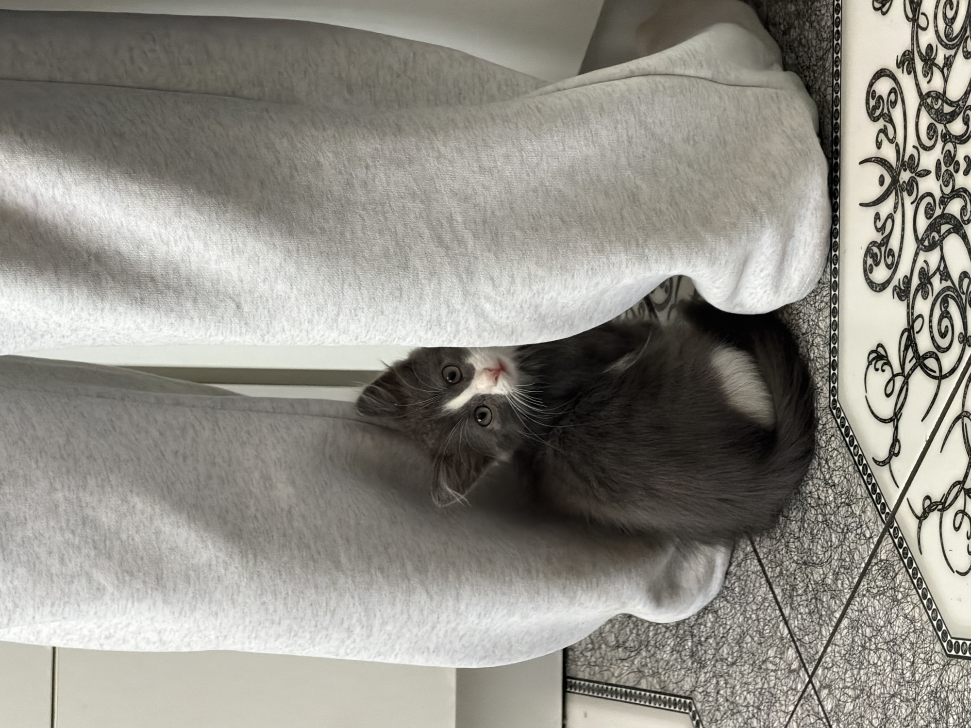A new kitten arrives at a home in Kanevskaya, Russia