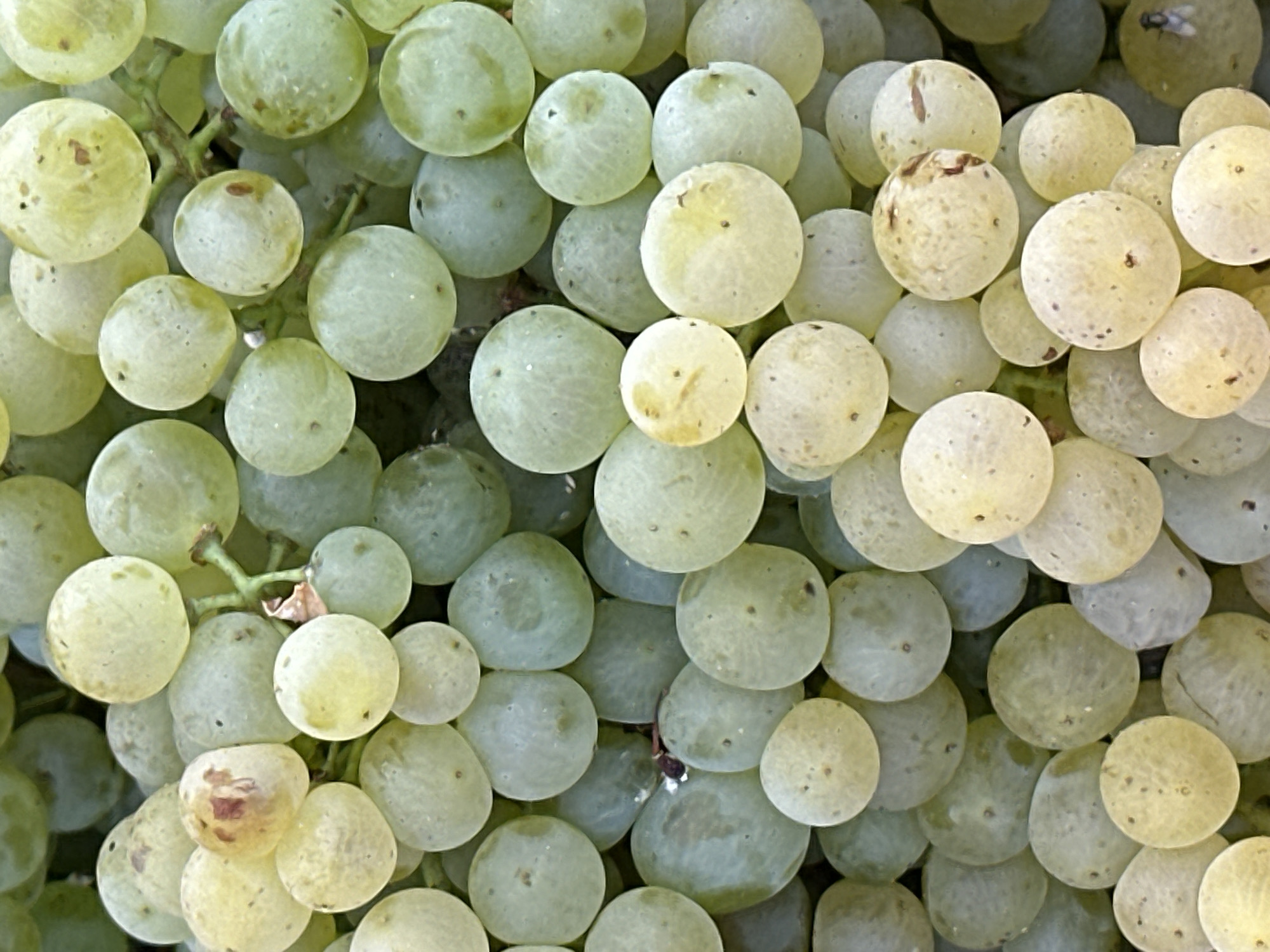 Morning grape harvest in full swing at San José del Valle vineyard