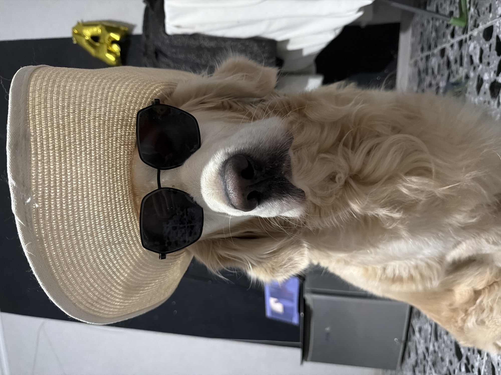 Golden Retriever Poses in Hat and Sunglasses in Tbilisi
