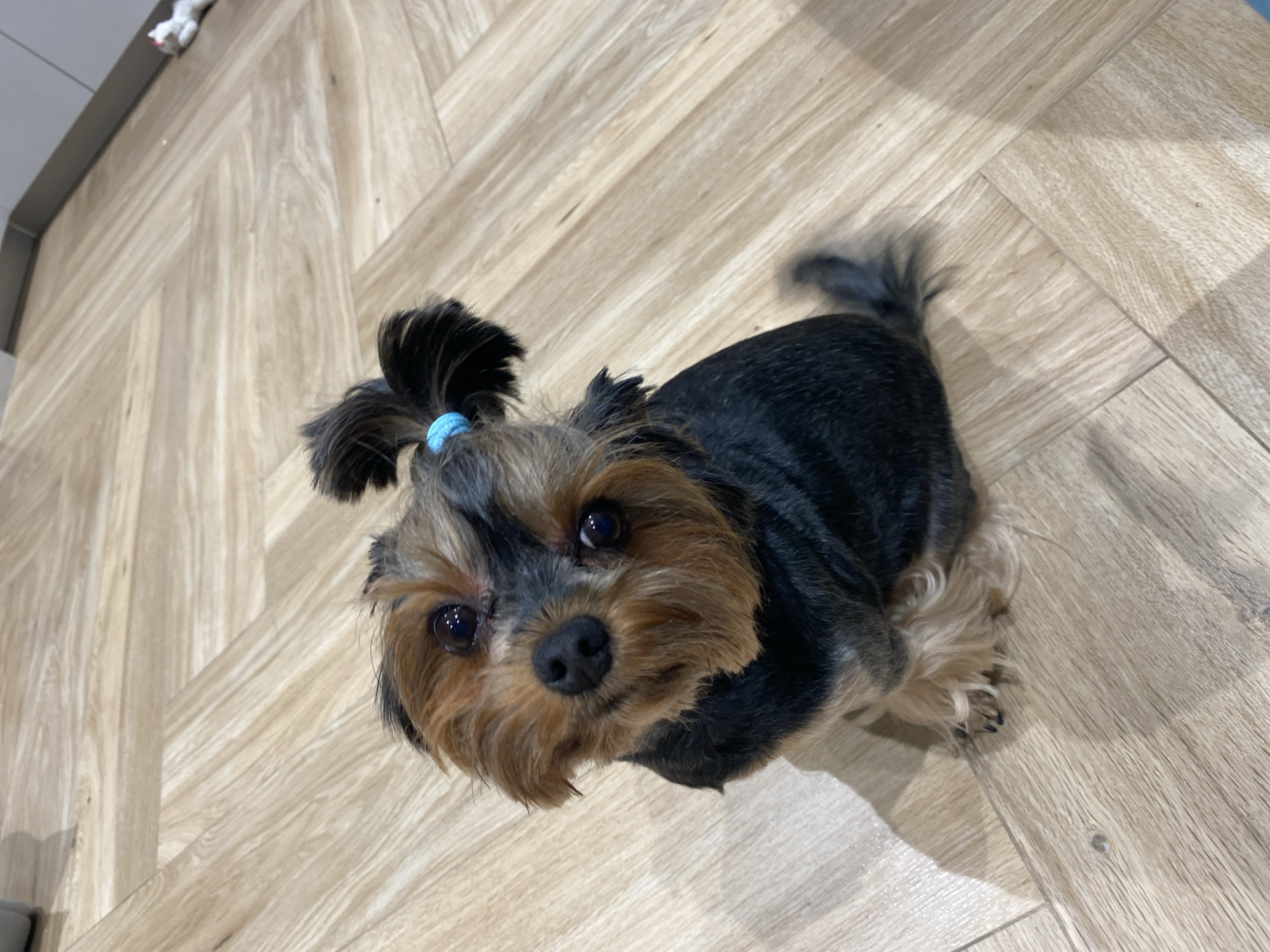 Yorkie with a blue topknot relaxing on a wooden floor in Sochi