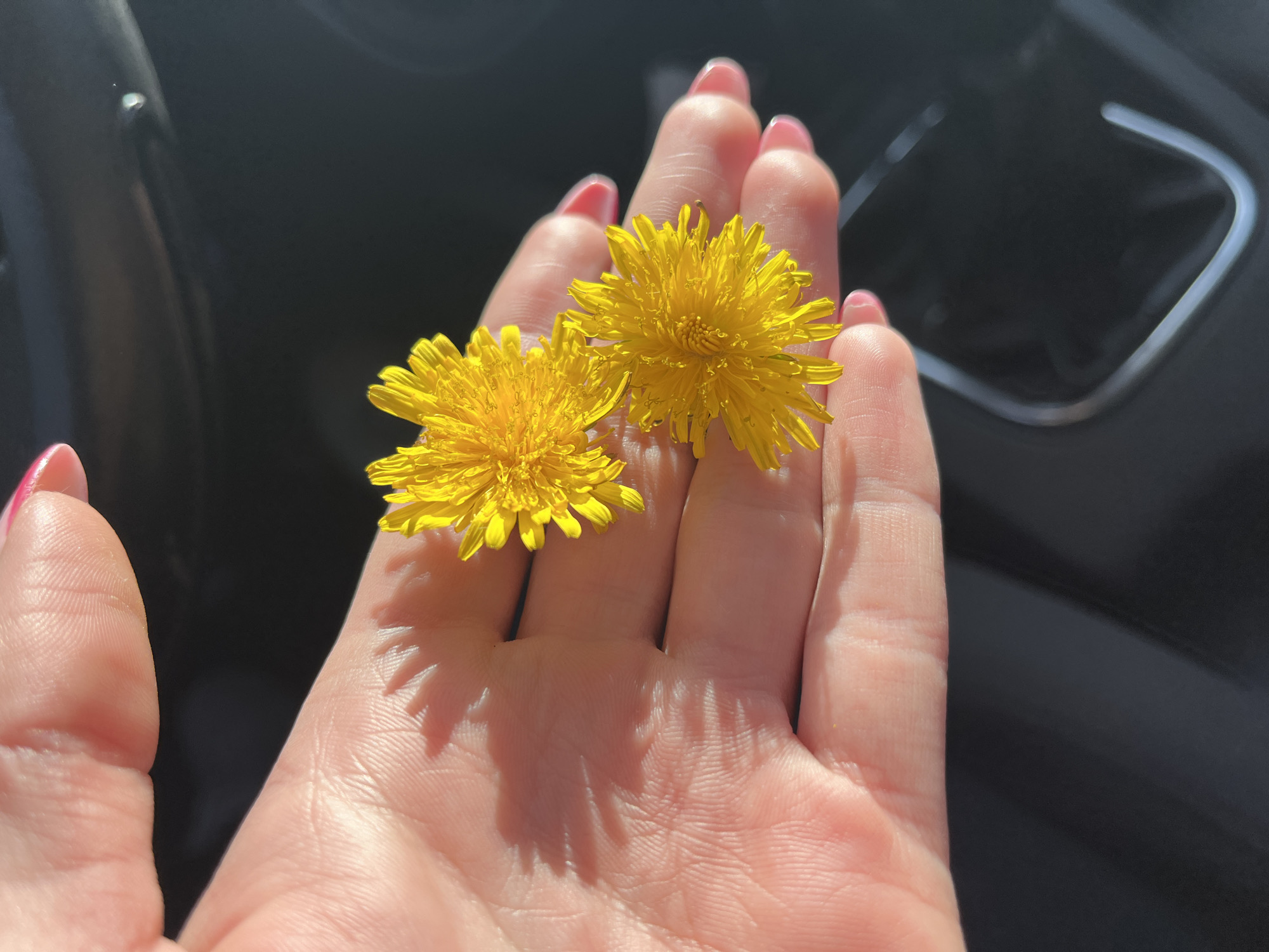 Person holds dandelions inside car in Pernik, Bulgaria