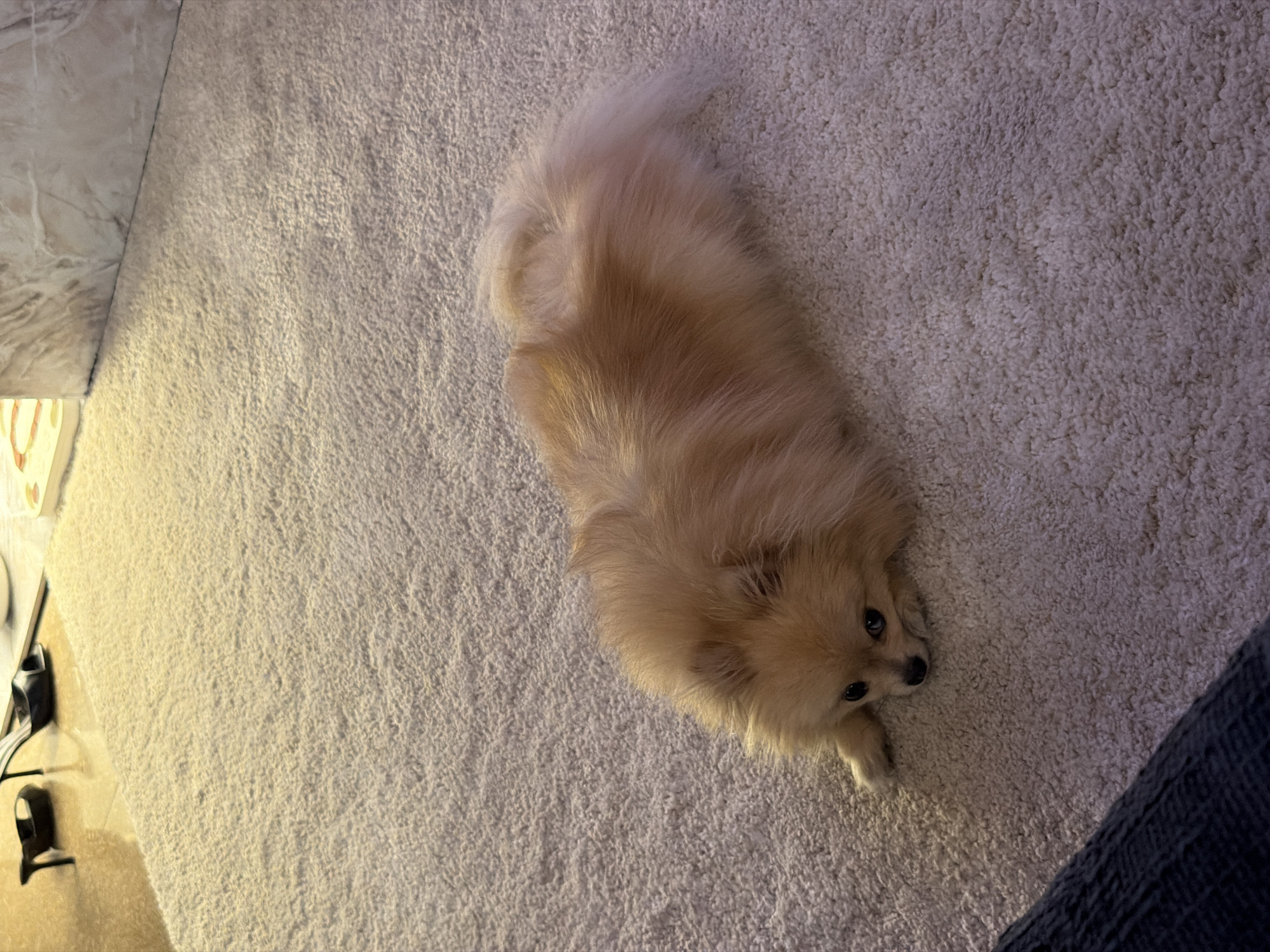 Barcelona apartment night in with a Pomeranian and sports TV