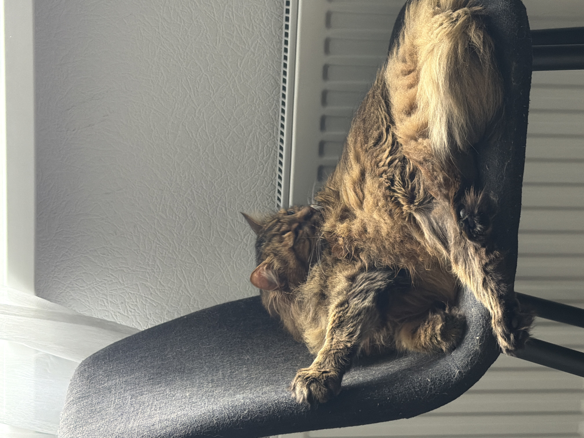 Lazy morning indoors with a tabby cat in Kyiv