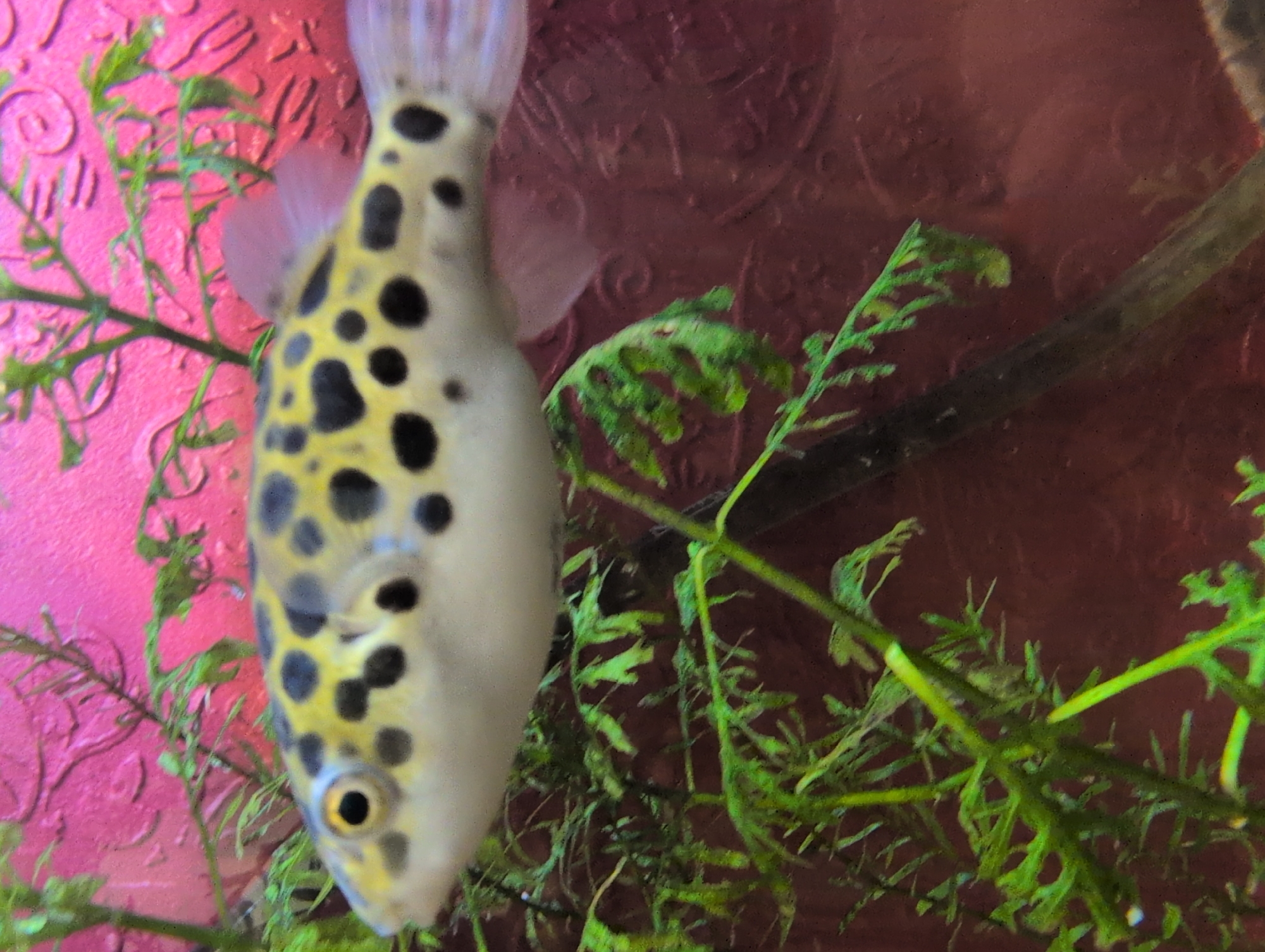 Pufferfish, ferns, and Saint Petersburg skies on a summer afternoon