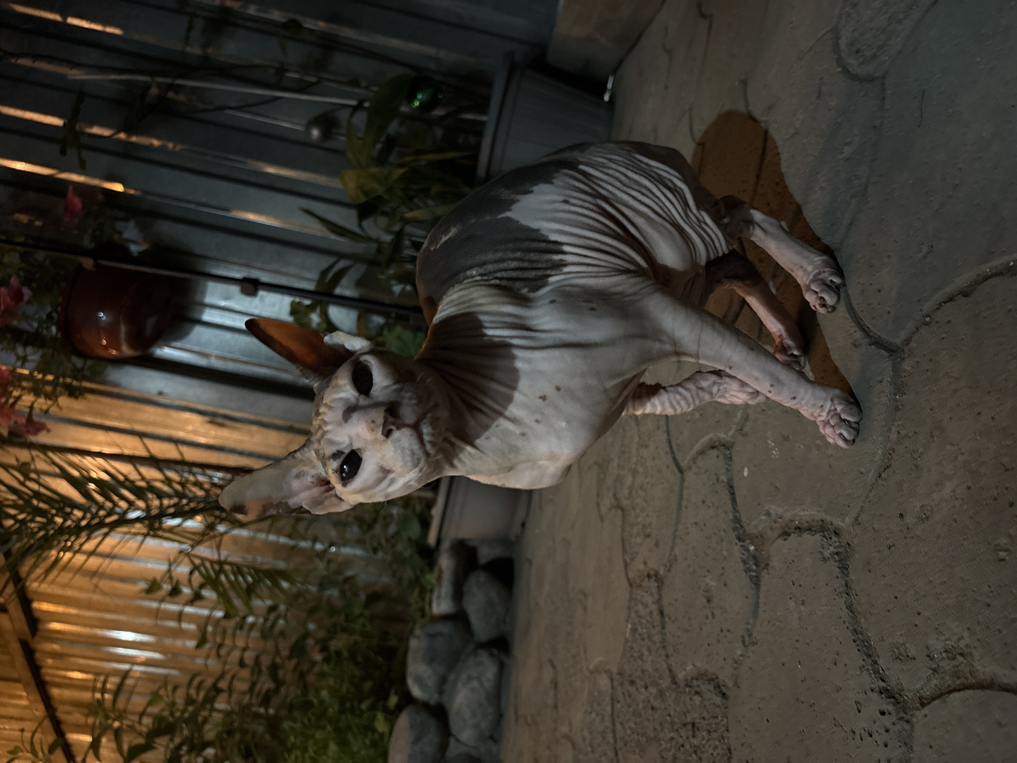 Almaty resident documents hour of domestic pet interactions
