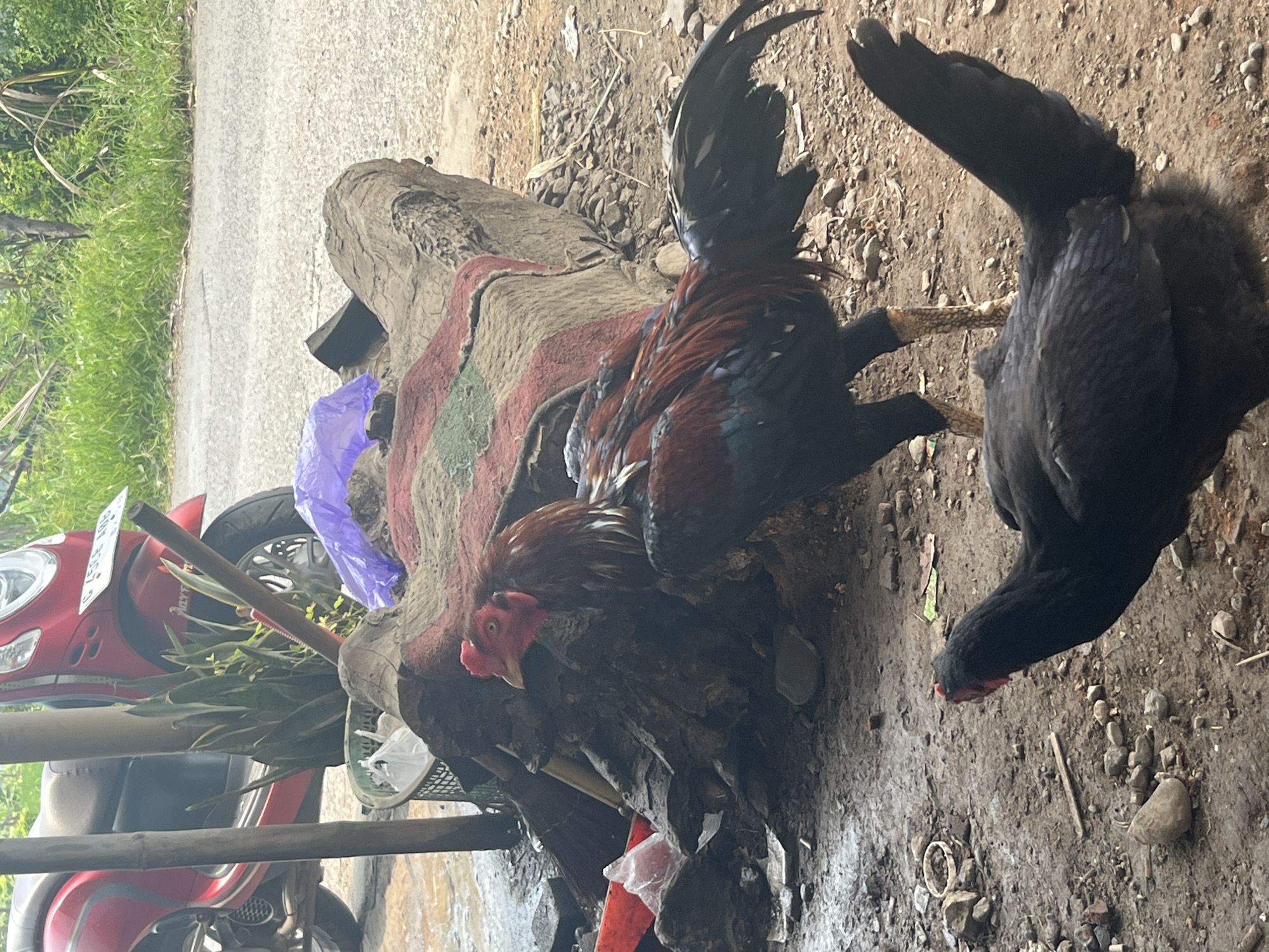 Early morning poultry activity observed in Curug, Indonesia