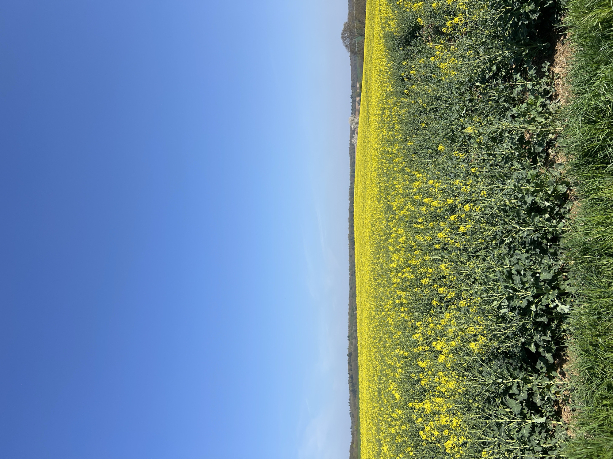 Yellow rapeseed field blooms under clear skies