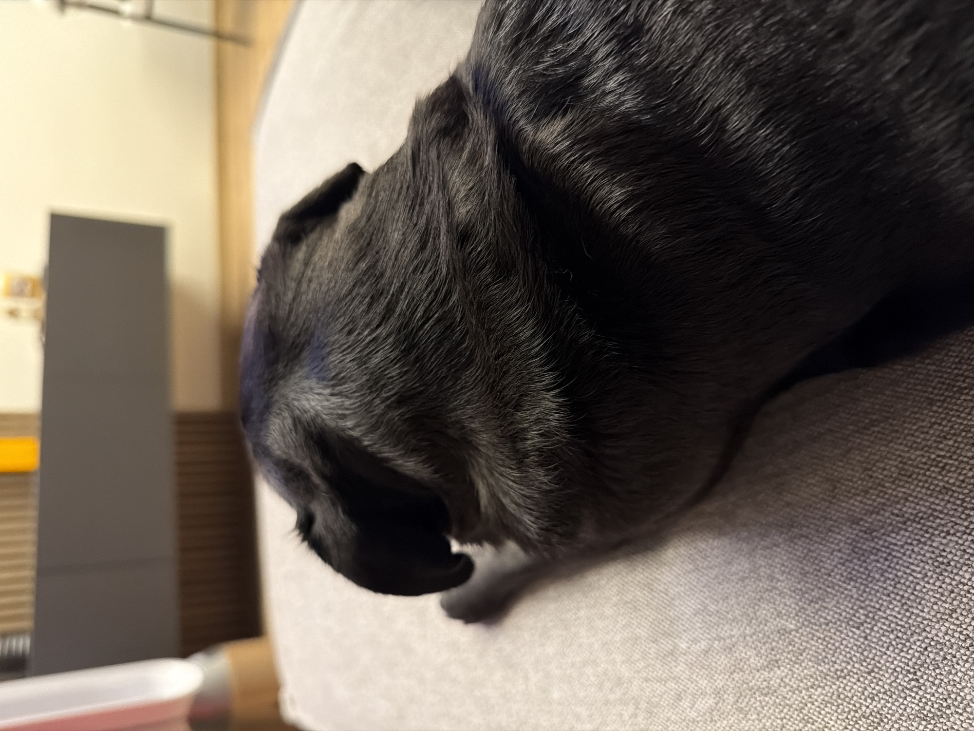 Black pug rests on couch in Sofia home