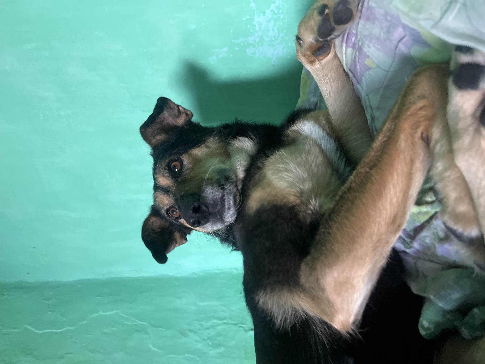 Pets rest peacefully in Russian home during morning hours