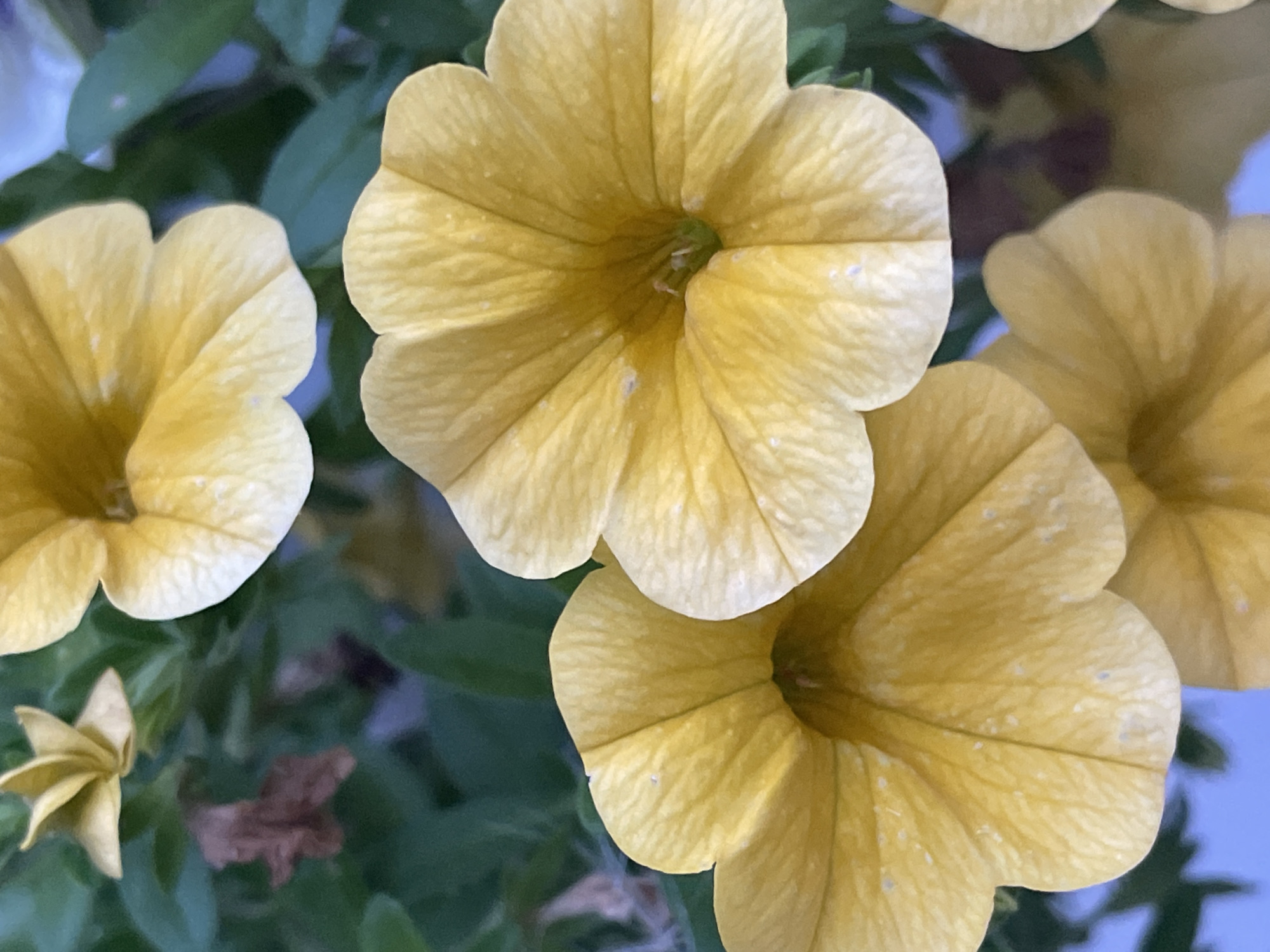 Tartu dusk: cloudy skies, a cat on the sill, garden details