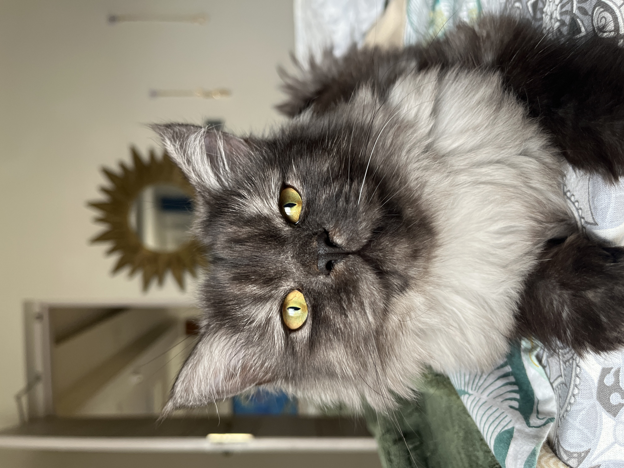 Fluffy grey and white cat poses indoors in Delhi