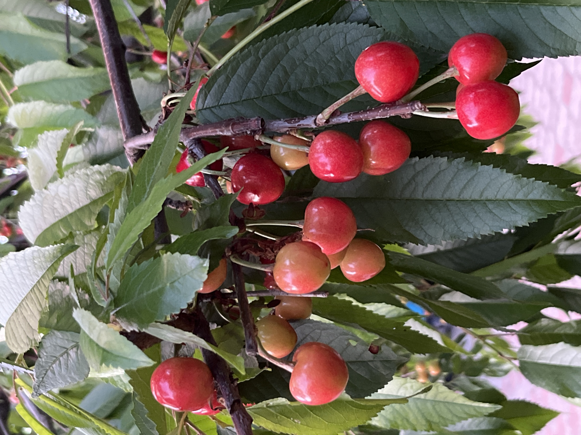 Cherries and orchids up close in Seredivka, Ukraine