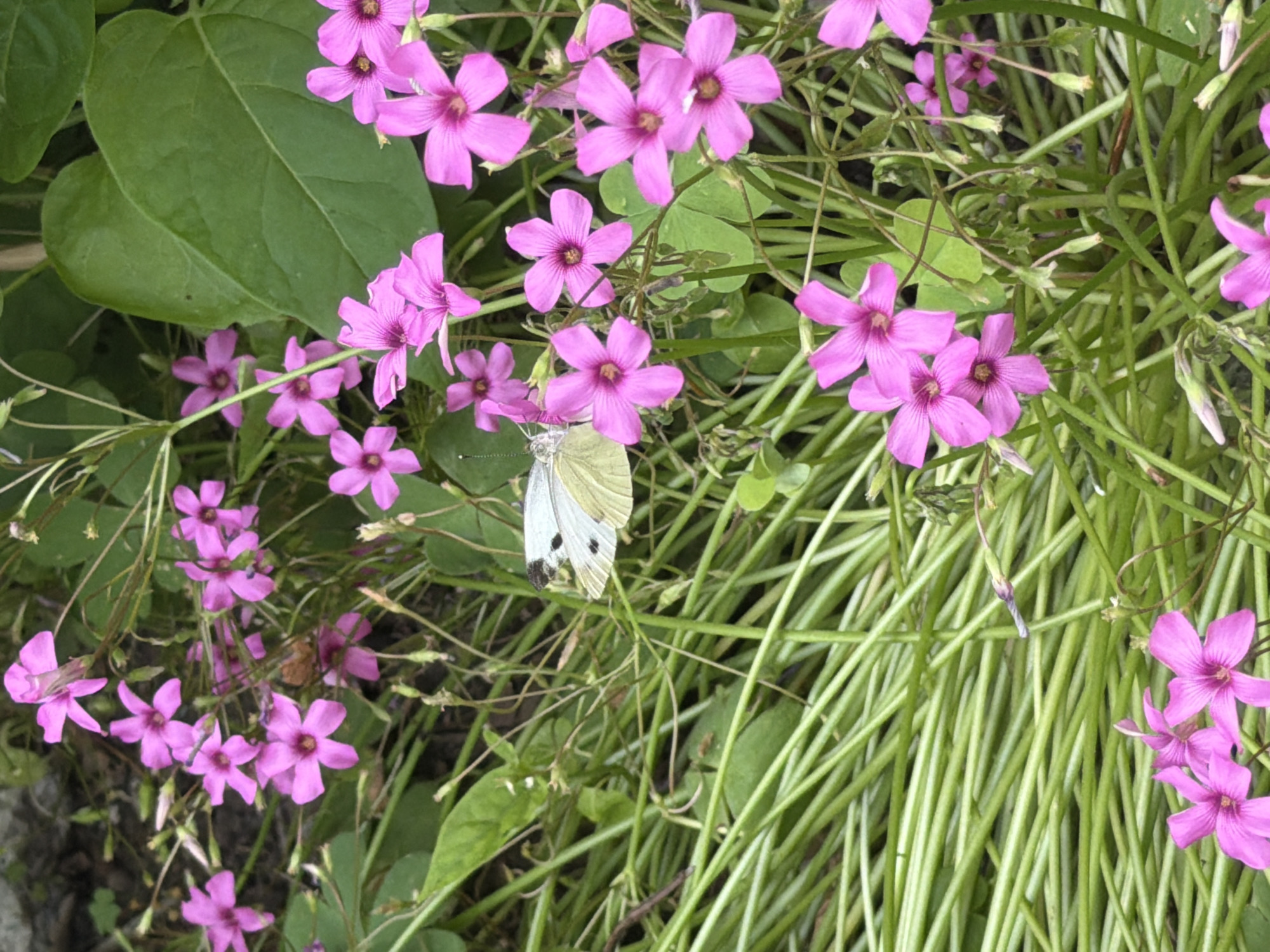 Morning walk through Burgas, nature and neighborhood details