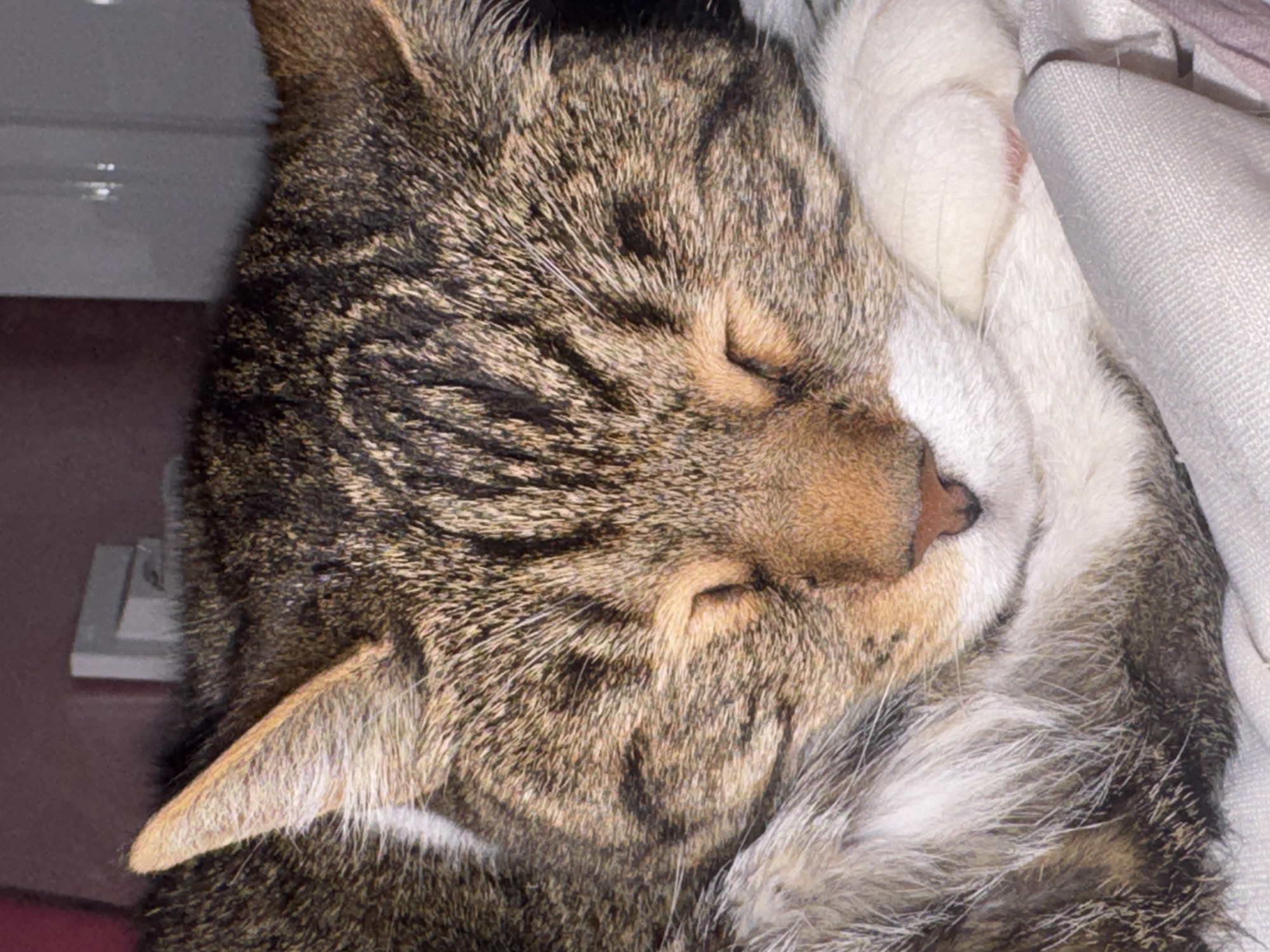 Tabby cat sleeping session with miscellaneous objects documented