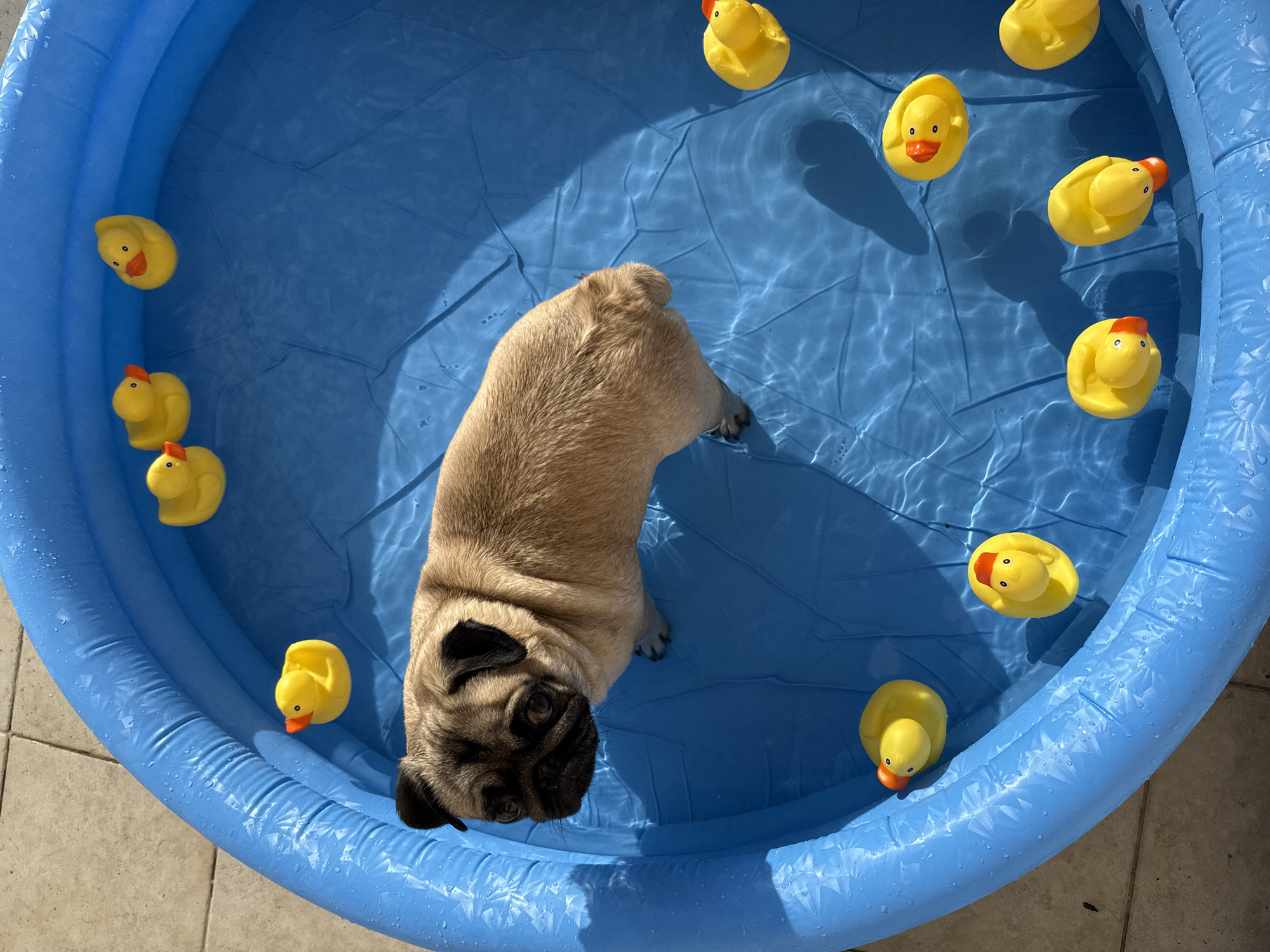 Pug in pool, woman portrait documented same location