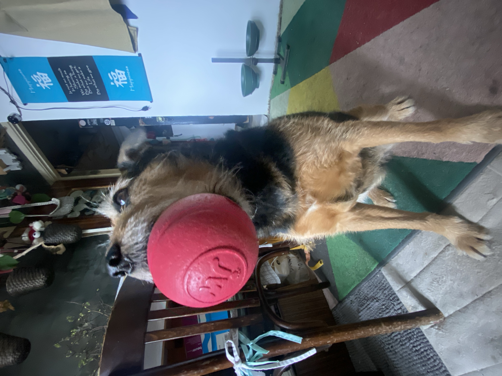 Dog rests with red ball indoors in Khimki